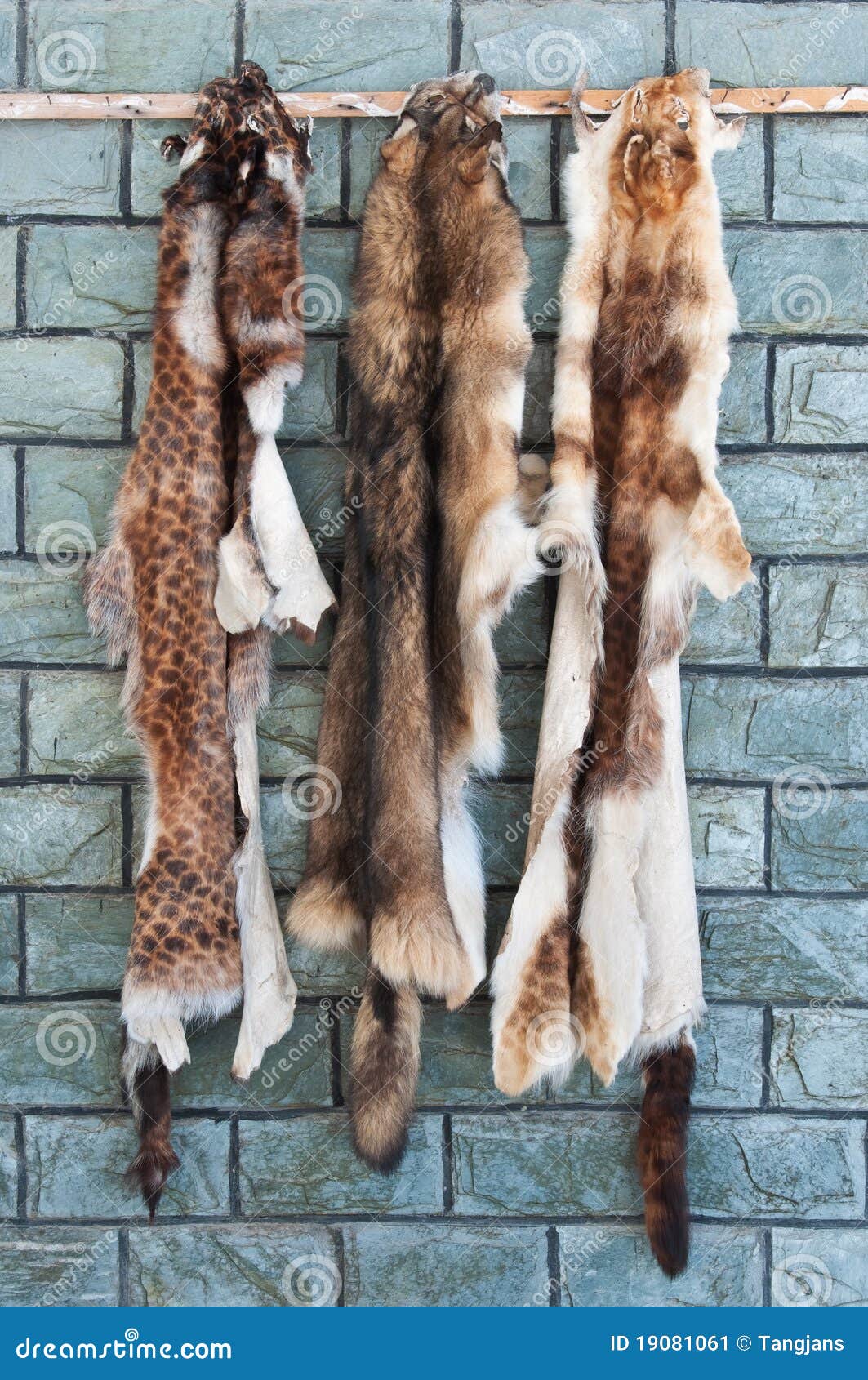 207 Animal Pelts Stock Photos - Free & Royalty-Free Stock Photos from  Dreamstime