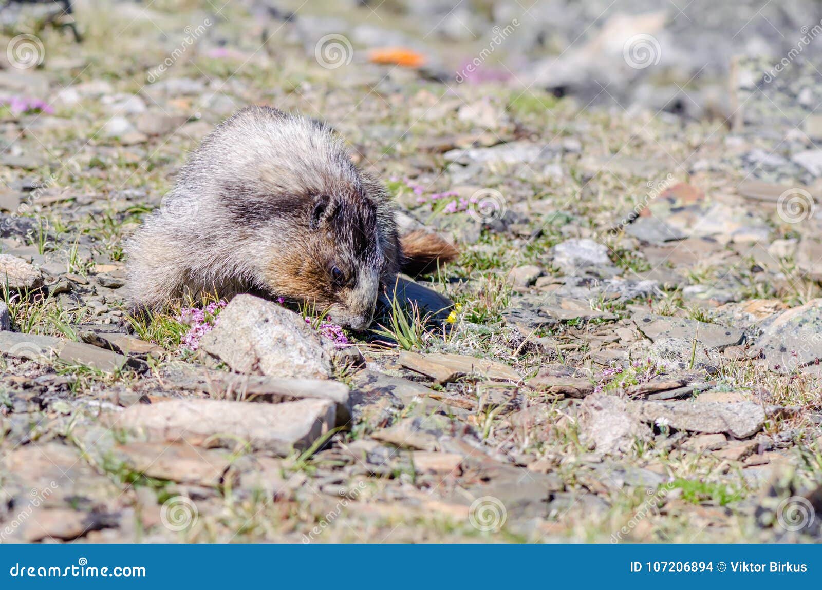 marmot fractalis marmot fractalis