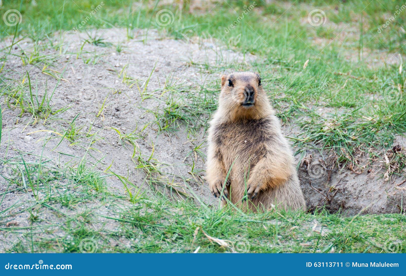 Animal in hole stock image. Image of rodent, nature, india - 63113711