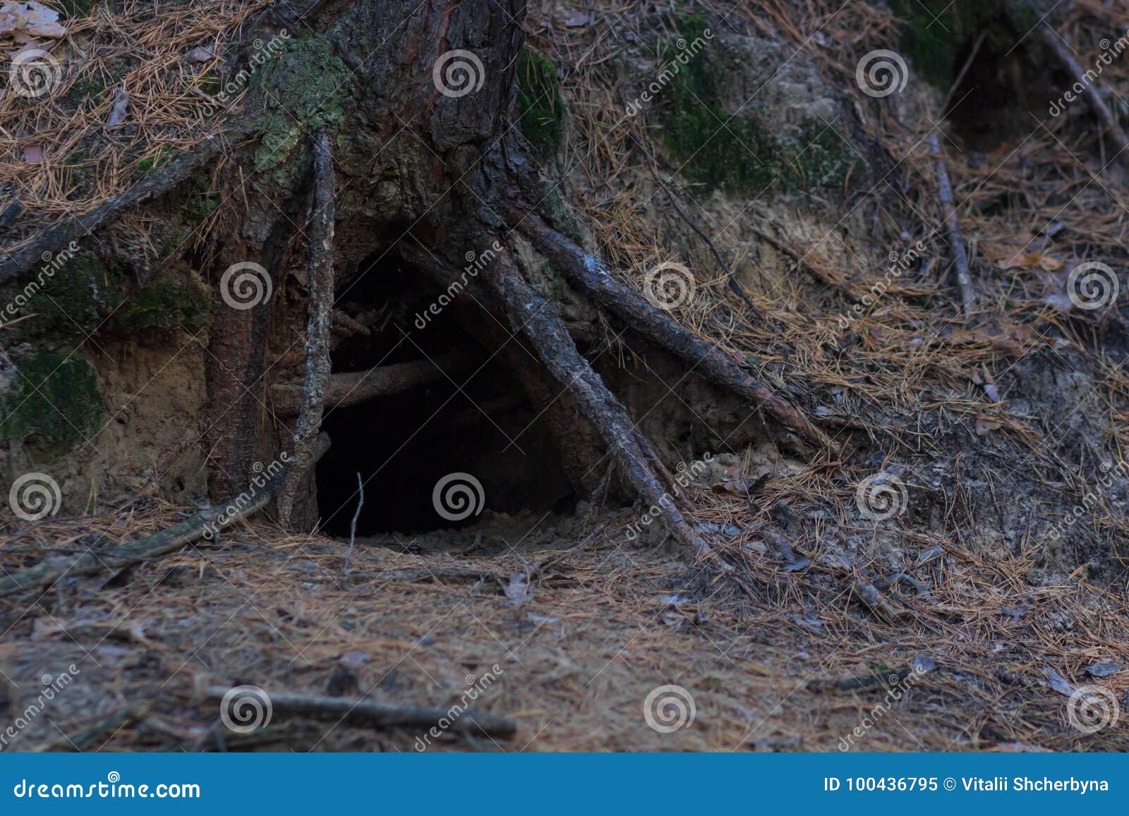 Animal home in tree hole stock image. Image of nature - 100436795