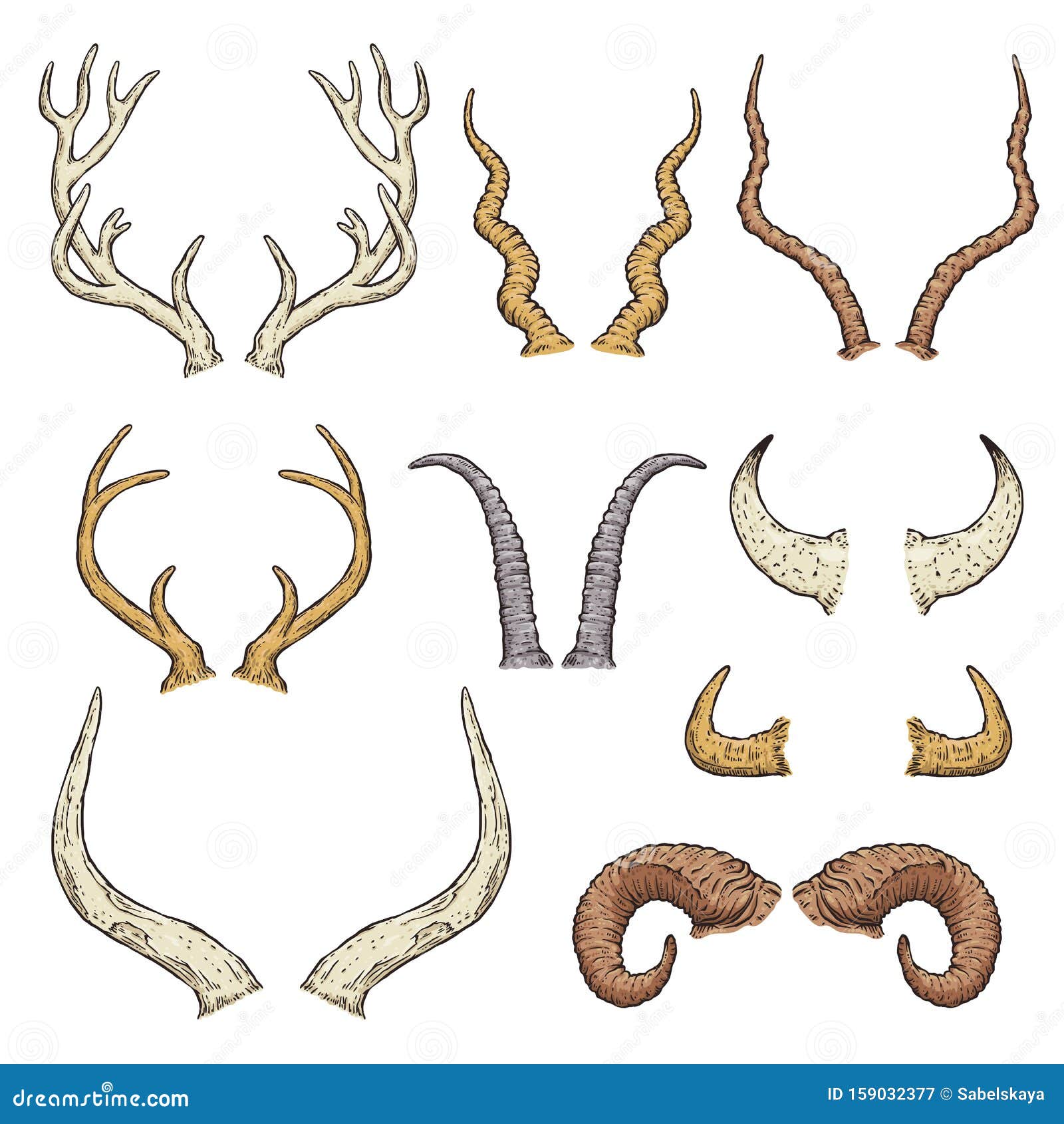 Animal Horn Types - Isolated Hand Drawn Set of Antlers Stock Vector -  Illustration of hunt, grey: 159032377