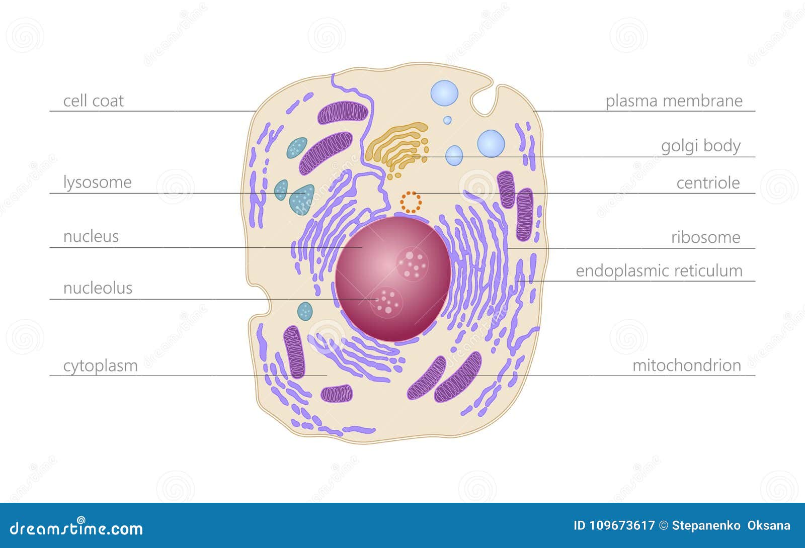 animal human cell structure educational science. microscope 3d eukaryotic nucleus organelle medicine technology analysis