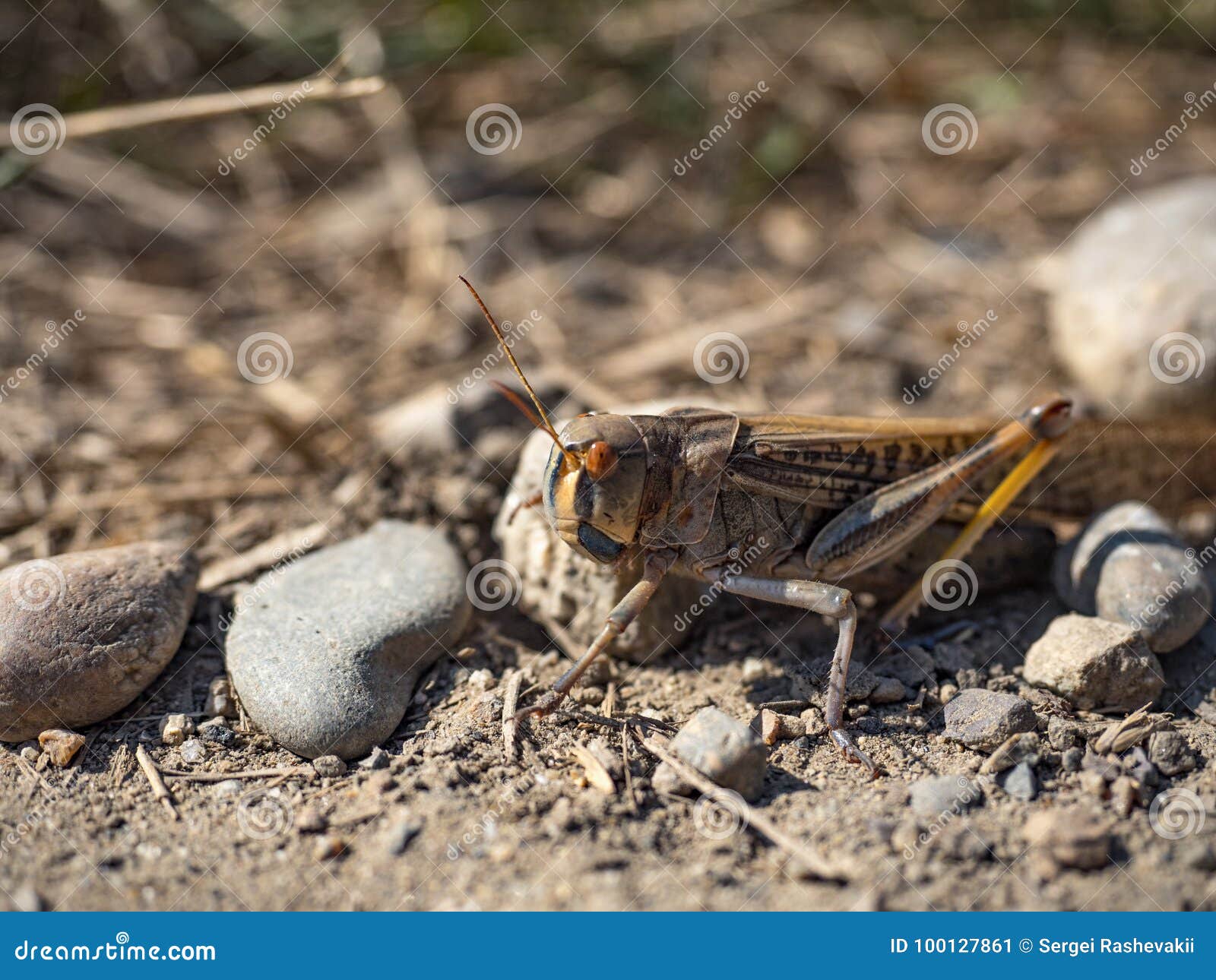 5 245 Grasshopper Jump Photos Free Royalty Free Stock Photos From Dreamstime