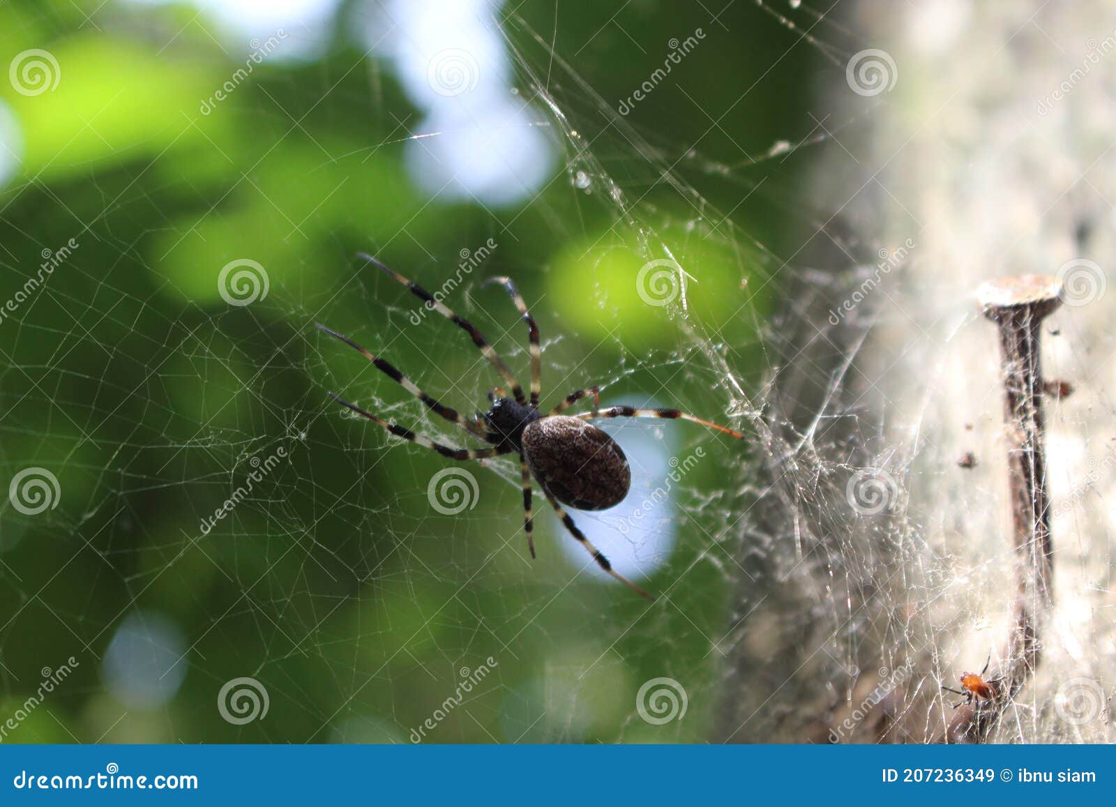Pregnant spider stock image. Image of insects, insect - 207236349