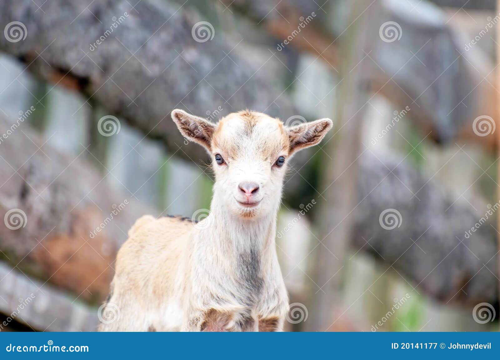 Animal Kid stock image. Image of countryside, innocence 20141177