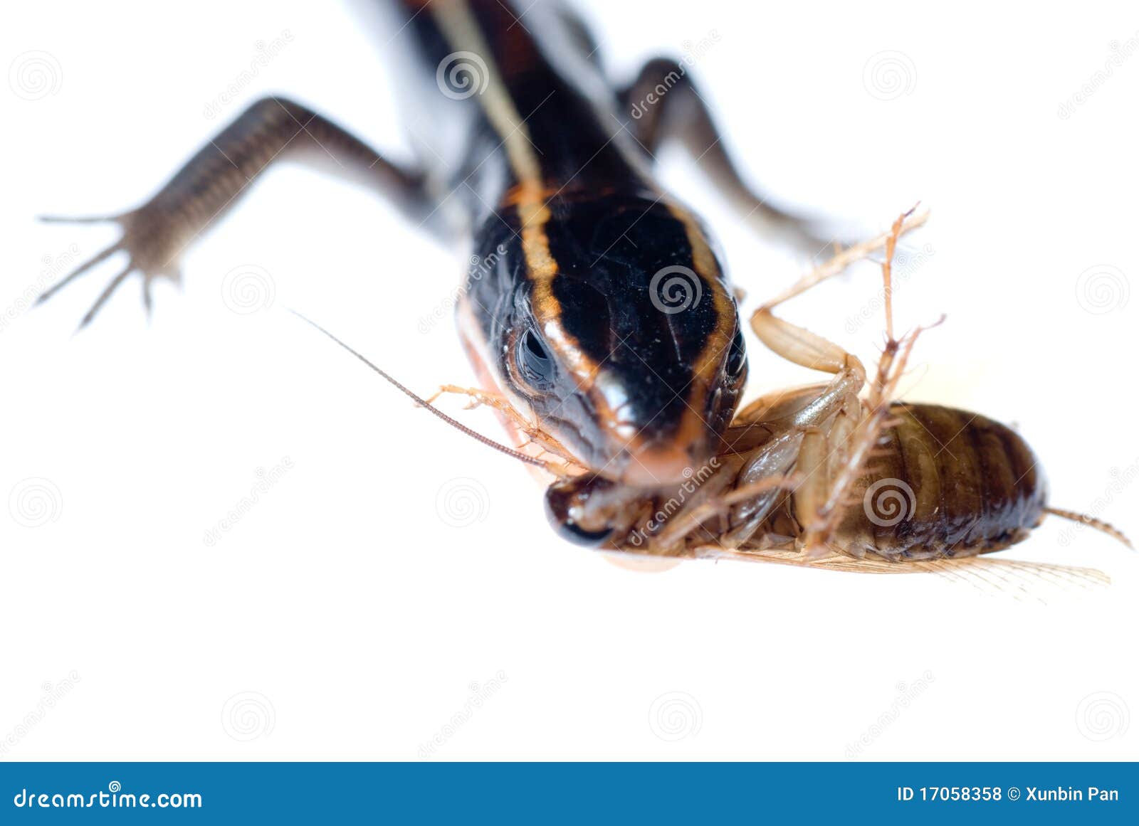 Animal lizard eat roach stock photo. Image of animal 17058358