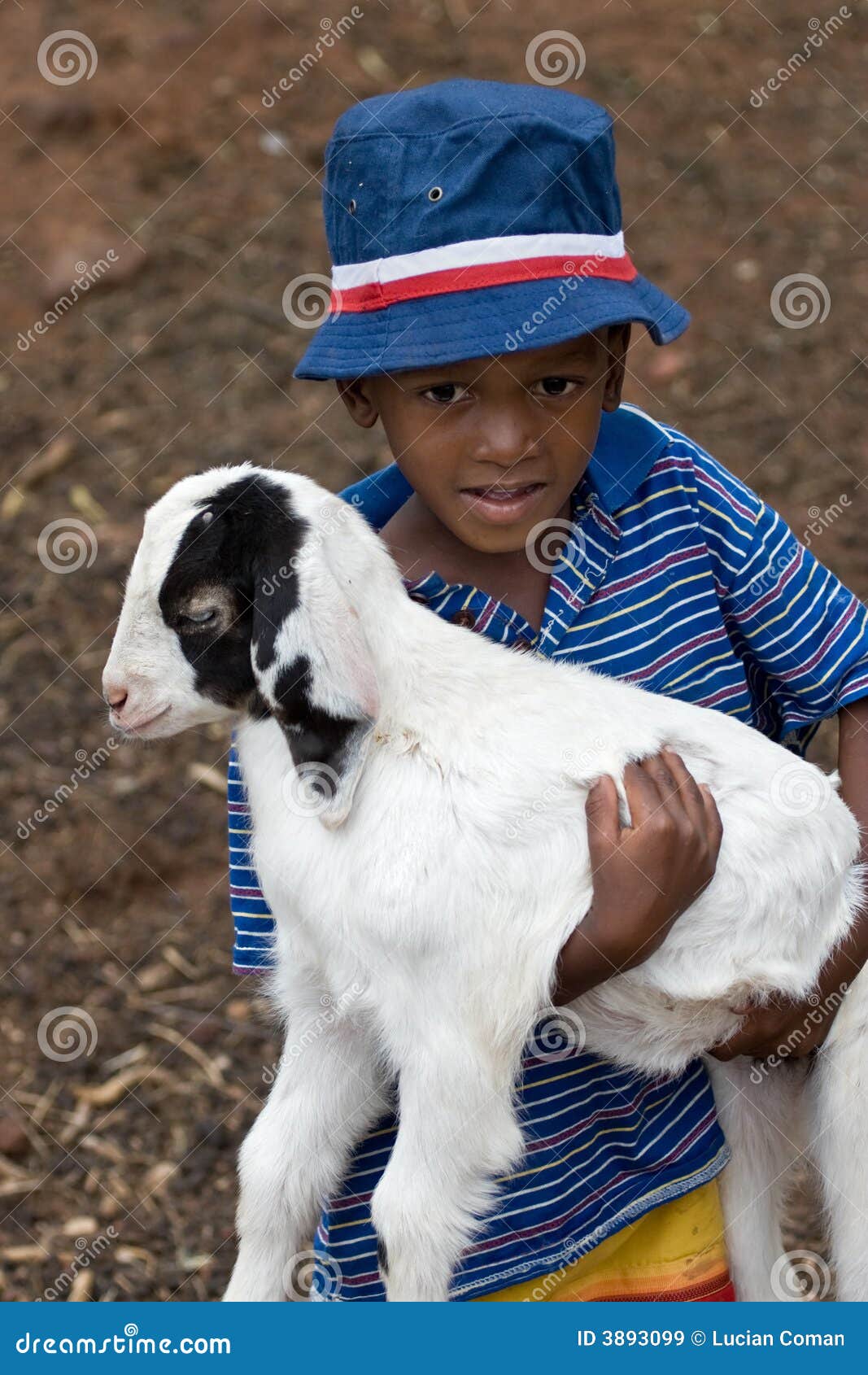 Animal lover stock image. Image of heavy, beautiful, capra - 3893099