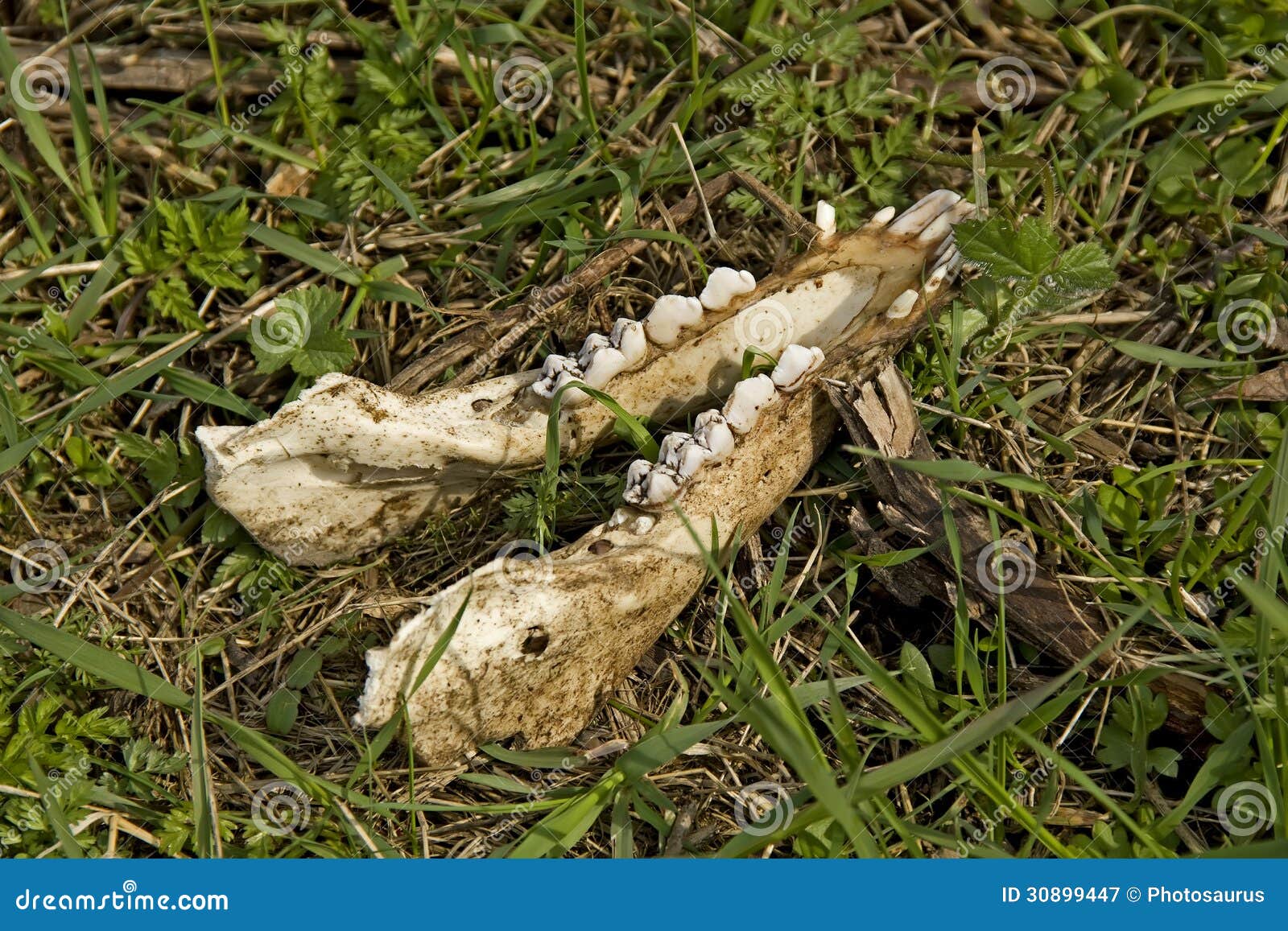 Animal Lower Jaw Skull Royalty Free Stock Photography - Image: 30899447