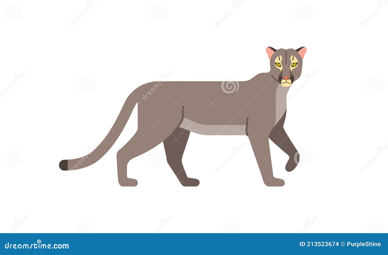 Puma d'amérique du nord sales