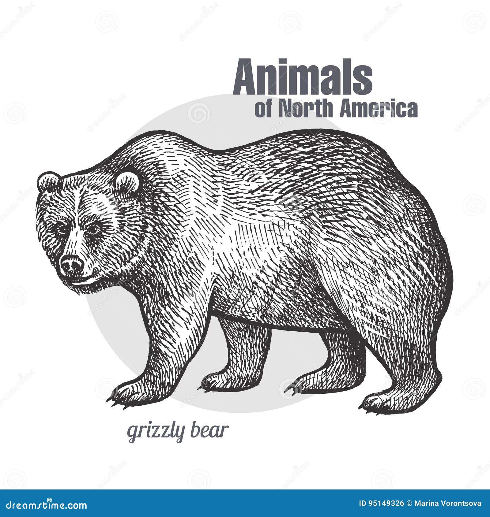 animal of north america grizzly bear stock vector illustration of north america series