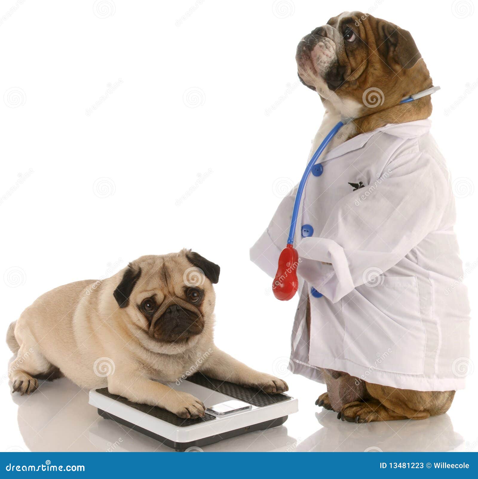 43,649 Animal Doctor Stock Photos - Free & Royalty-Free Stock Photos from  Dreamstime