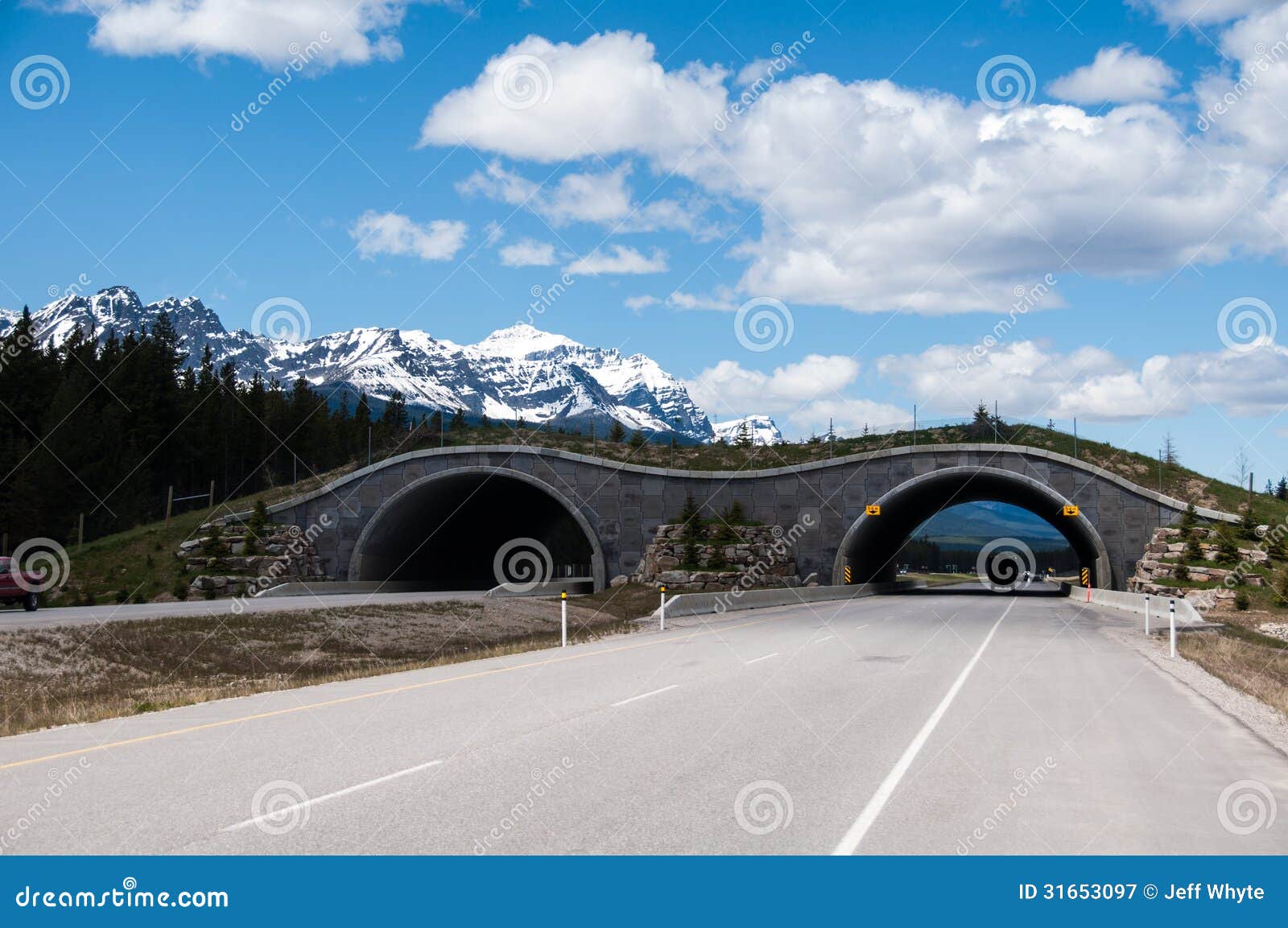 animal overpass animal overpass