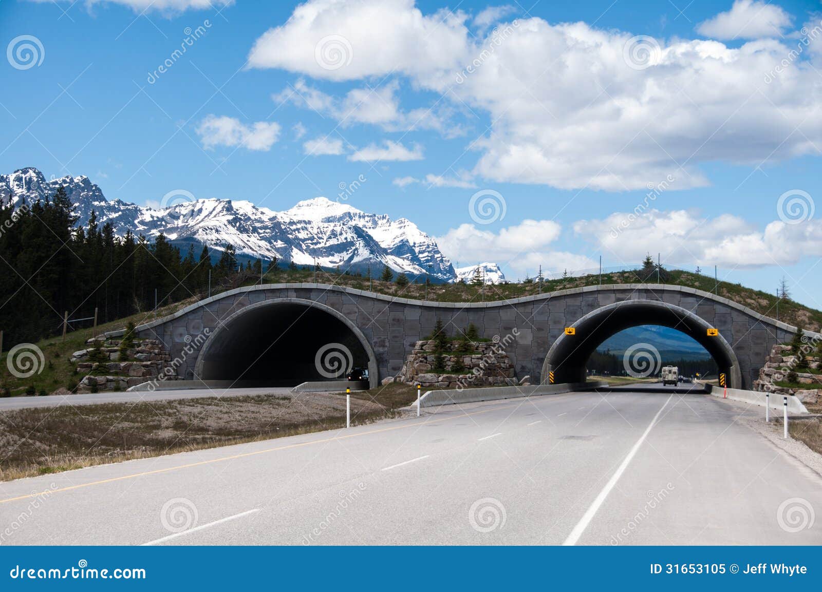 animal overpass animal overpass