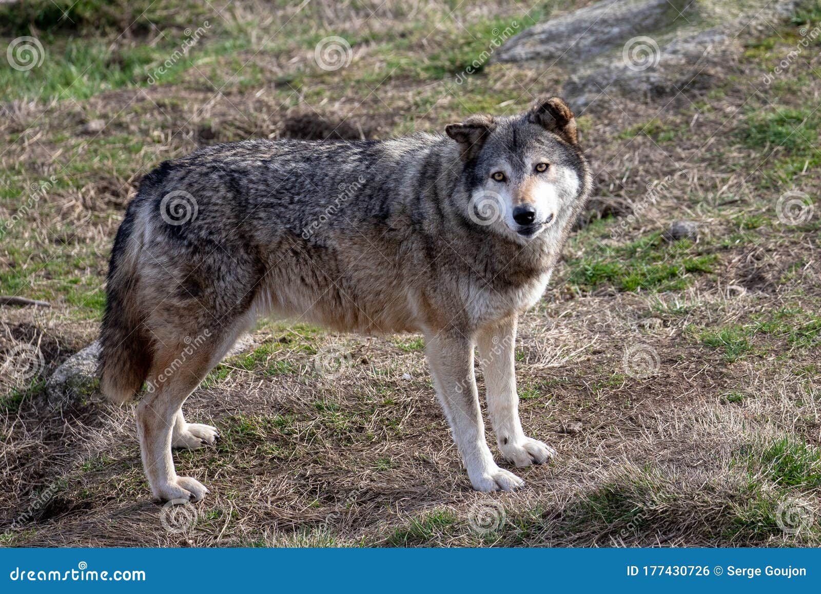 Golden-eyed Wolf, ChabriÃ¨res Wolf Park, France Stock Photo - Image of  isolated, grass: 177430726