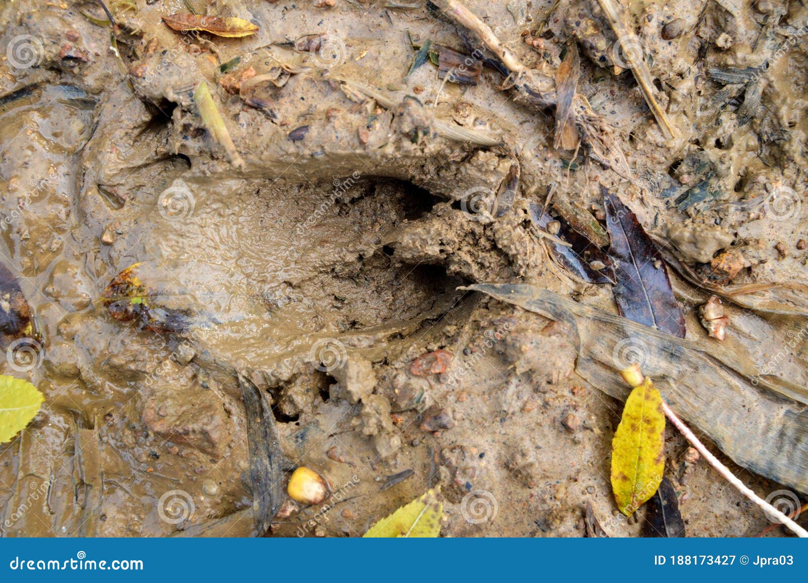 Animal Paw Prints in the Mud Stock Image - Image of prints, forest