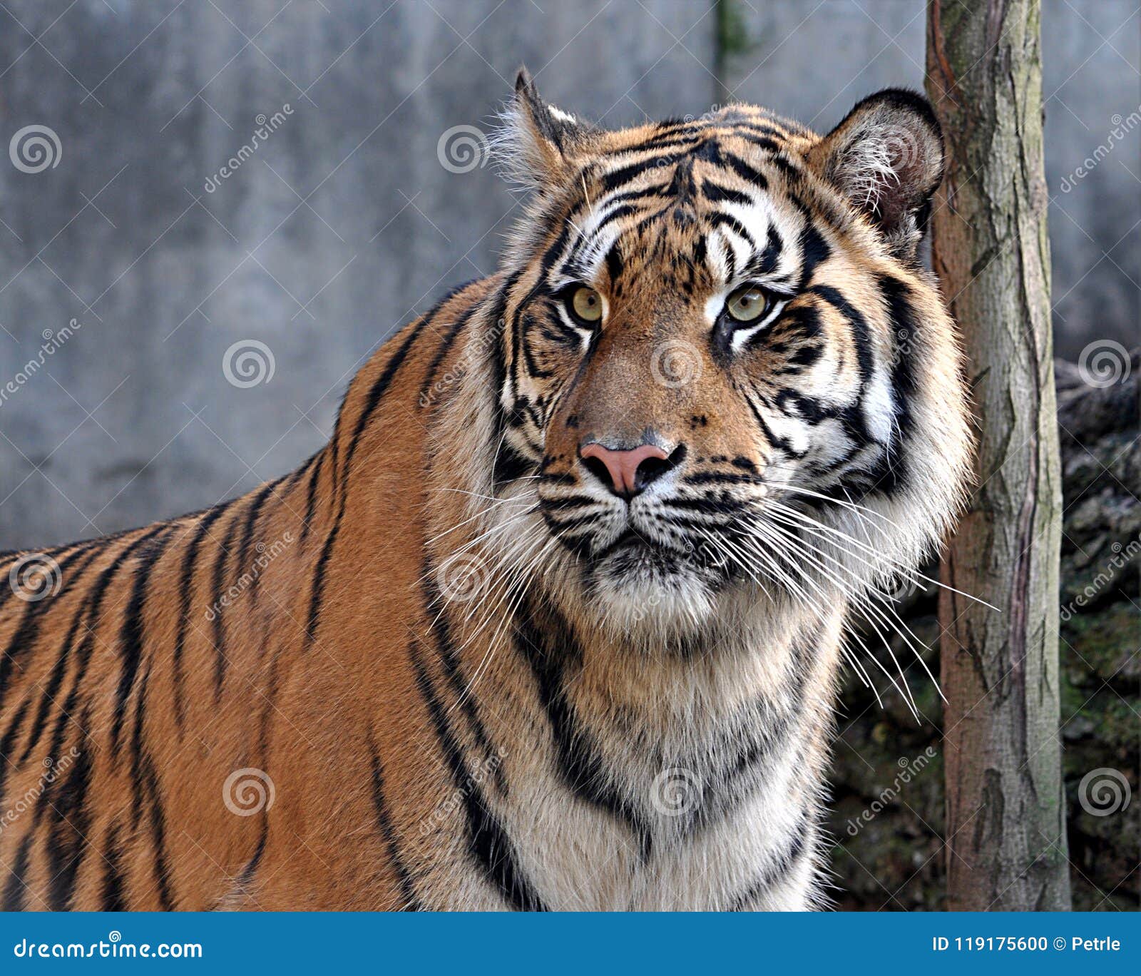 Animal perigoso, tigres foto de stock. Imagem de madeira - 119175600, image size:1600x1368