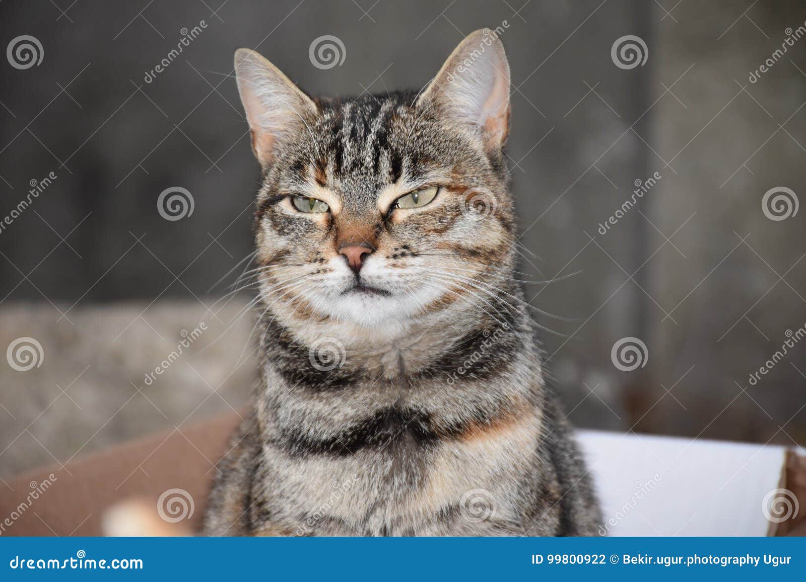 cat with funny expression