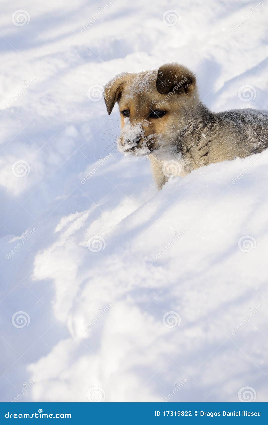 Animal playing in snow stock photo. Image of winter, playful - 17319822
