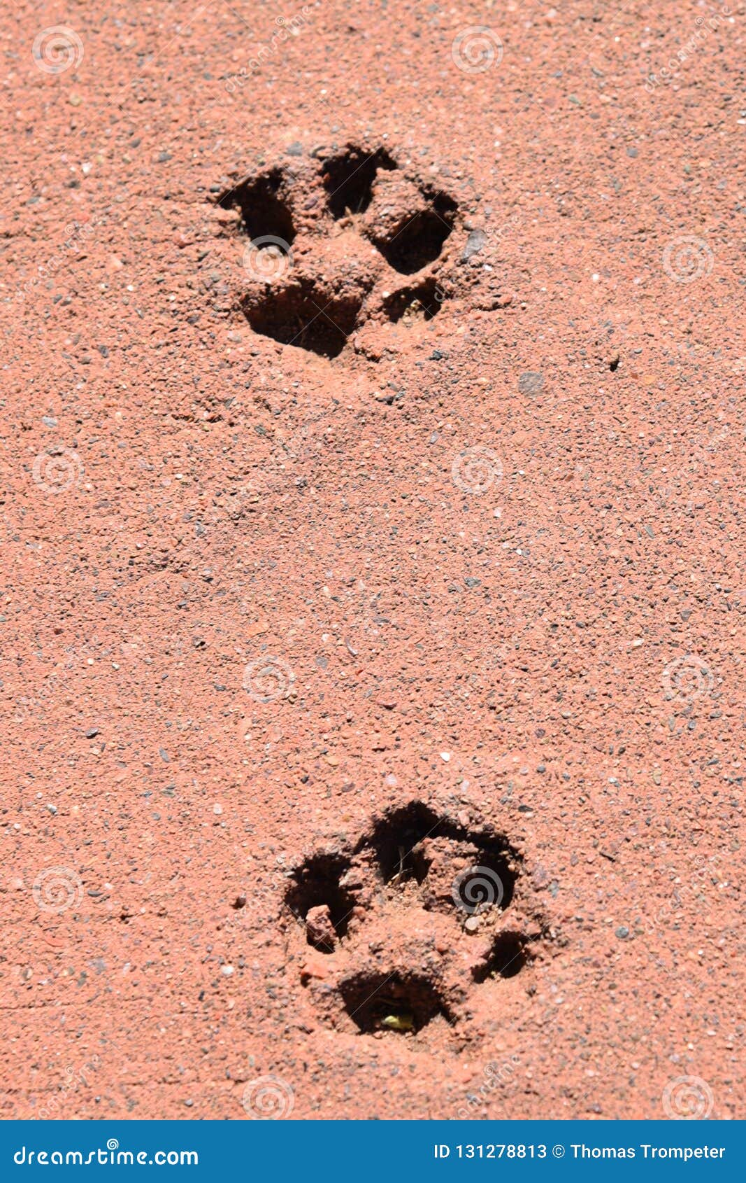 Paw prints in cement stock image. Image of animal, pressed - 131278813