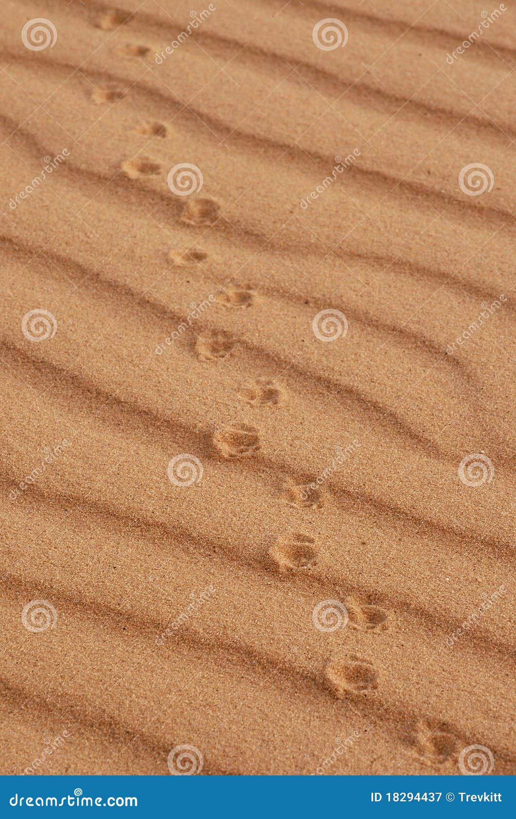 Animal Prints In Sand Picture. Image 18294437