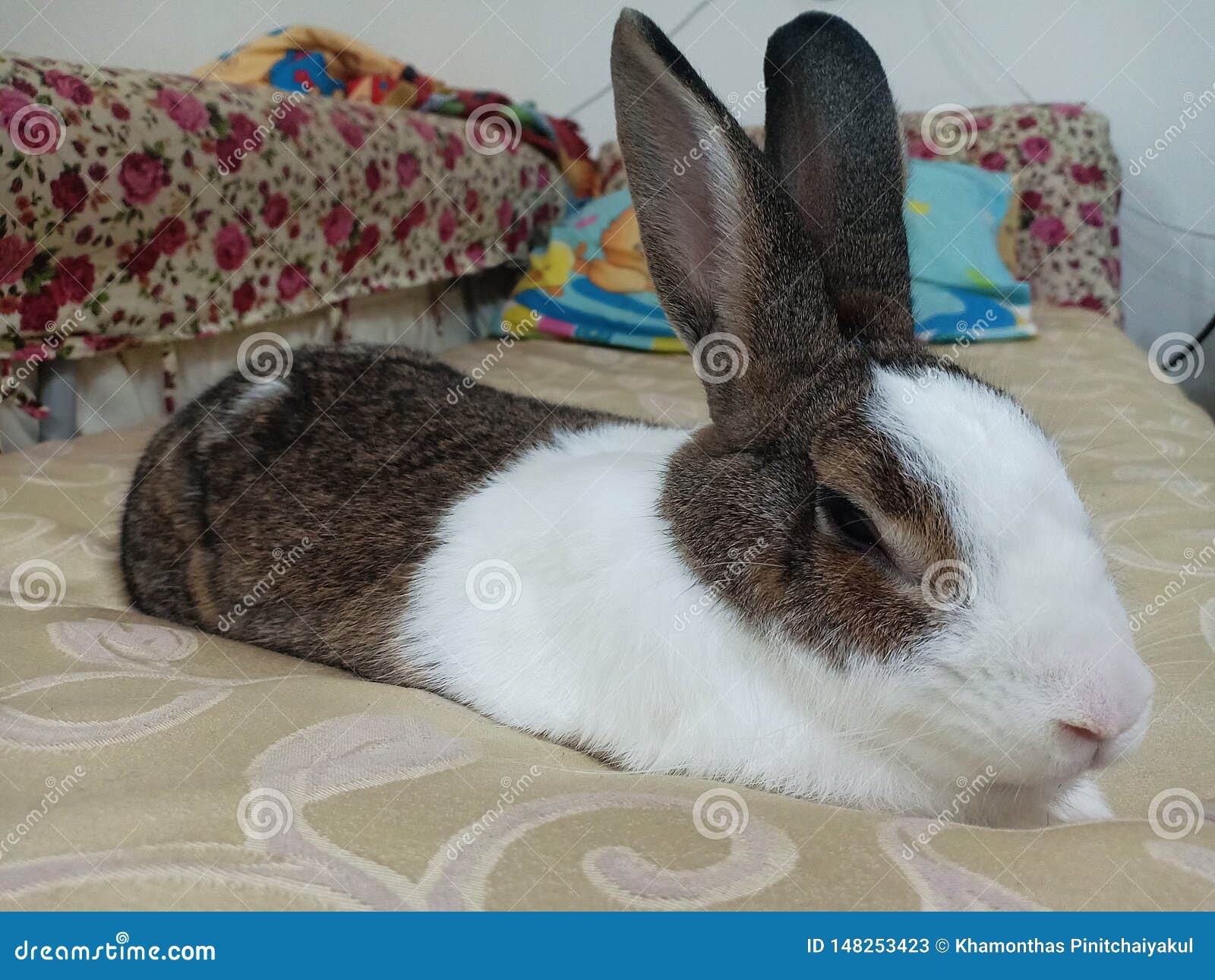 rabbit on bed