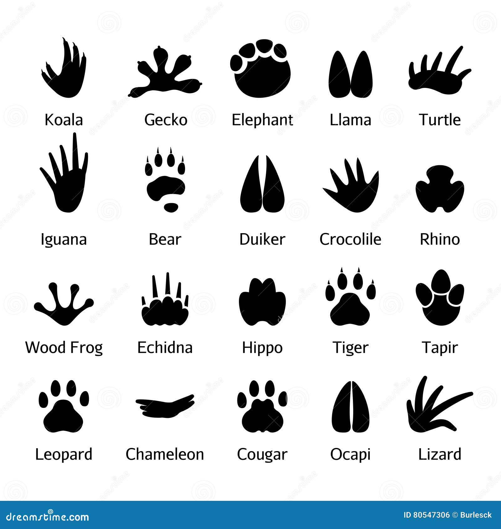 animal and reptile footprints 