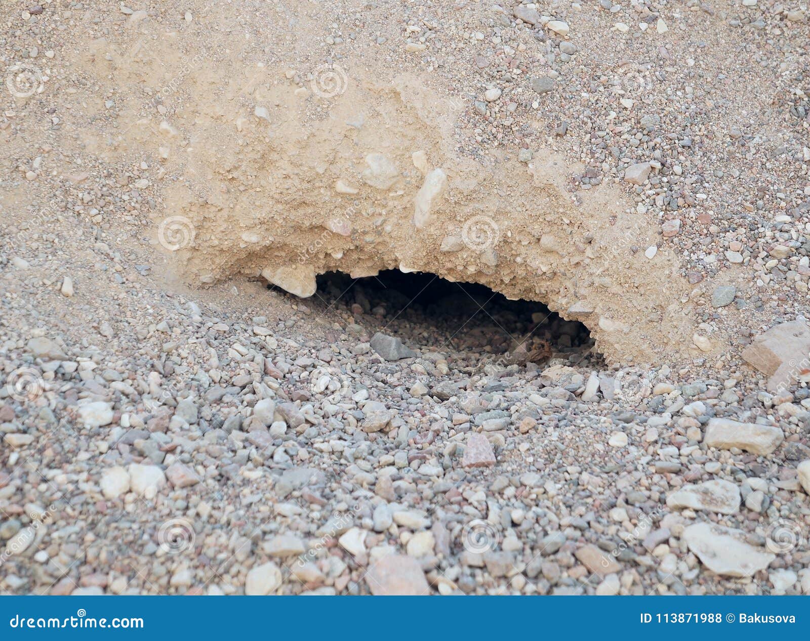 Animal`s Hole in the Ground Stock Photo - Image of habitat, rough: 113871988 Animal`s Hole in the Ground Stock Photo - Image of habitat, rough: 113871988