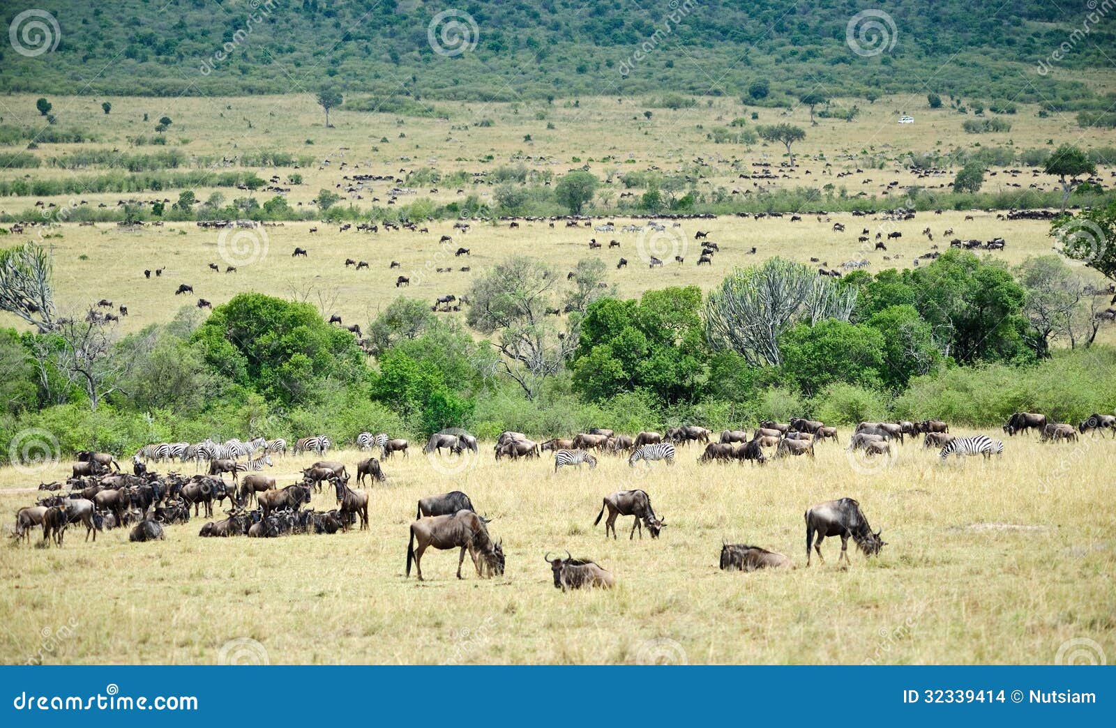 Animal sauvage en Afrique. Migration de gnou, masai Mara Game Reserve, Kenya