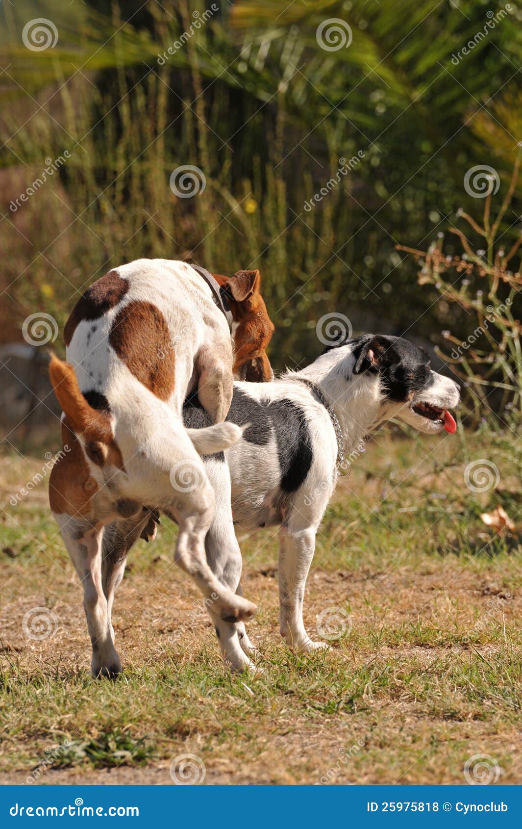 Animal sex stock photo. Image of purebred, love, jack - 25975818