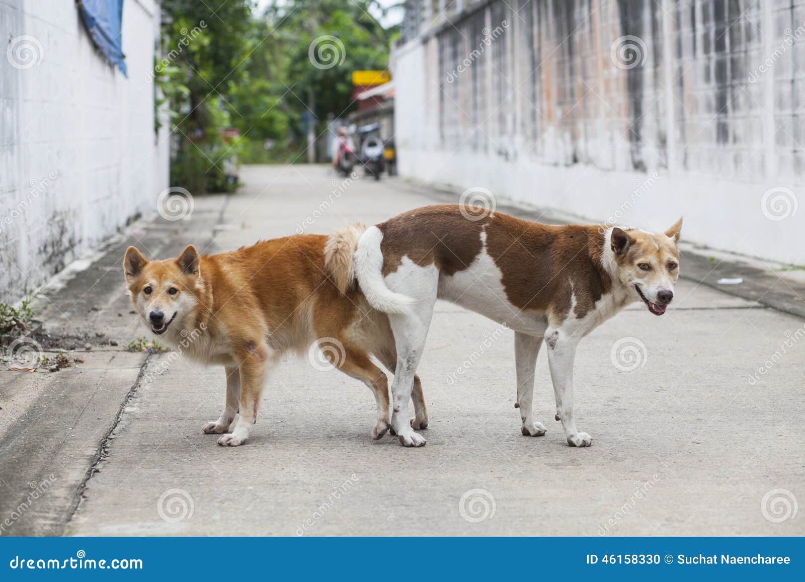 Animal sex stock photo. Image of cute, reproduction, activity - 46158330