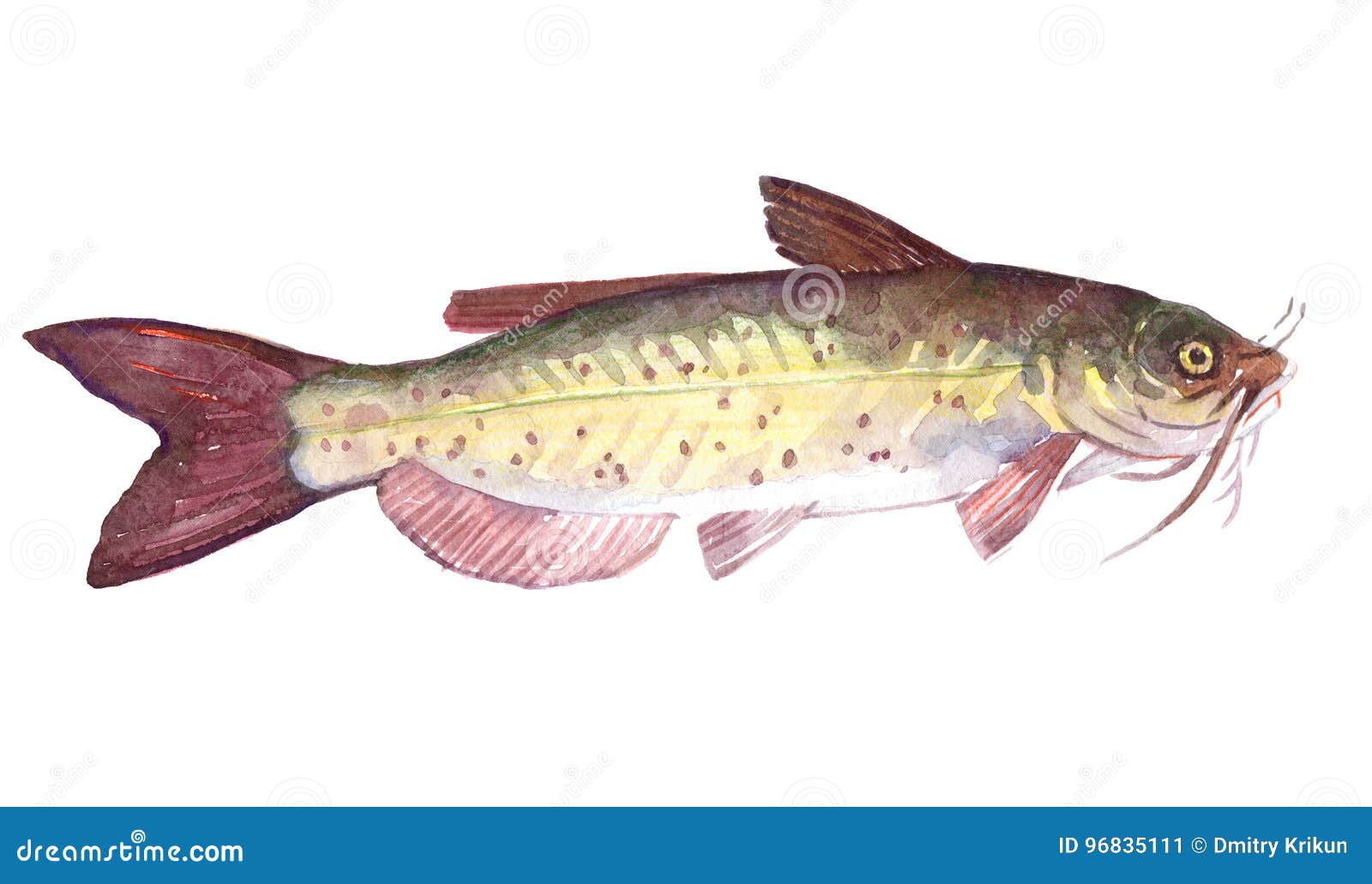Animal Simple De Poissons De Poisson Chat D Aquarelle D Isolement Illustration Stock Illustration Du Simple Aquarelle