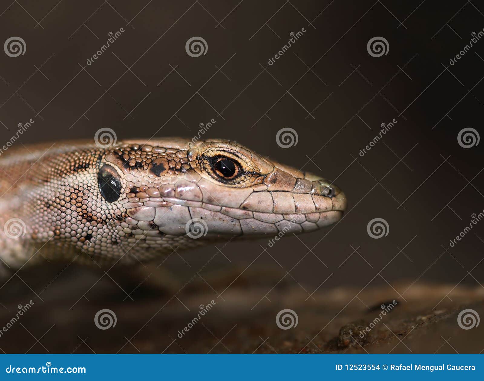 Animal skin stock photo. Image of texture, reptile, nature - 12523554