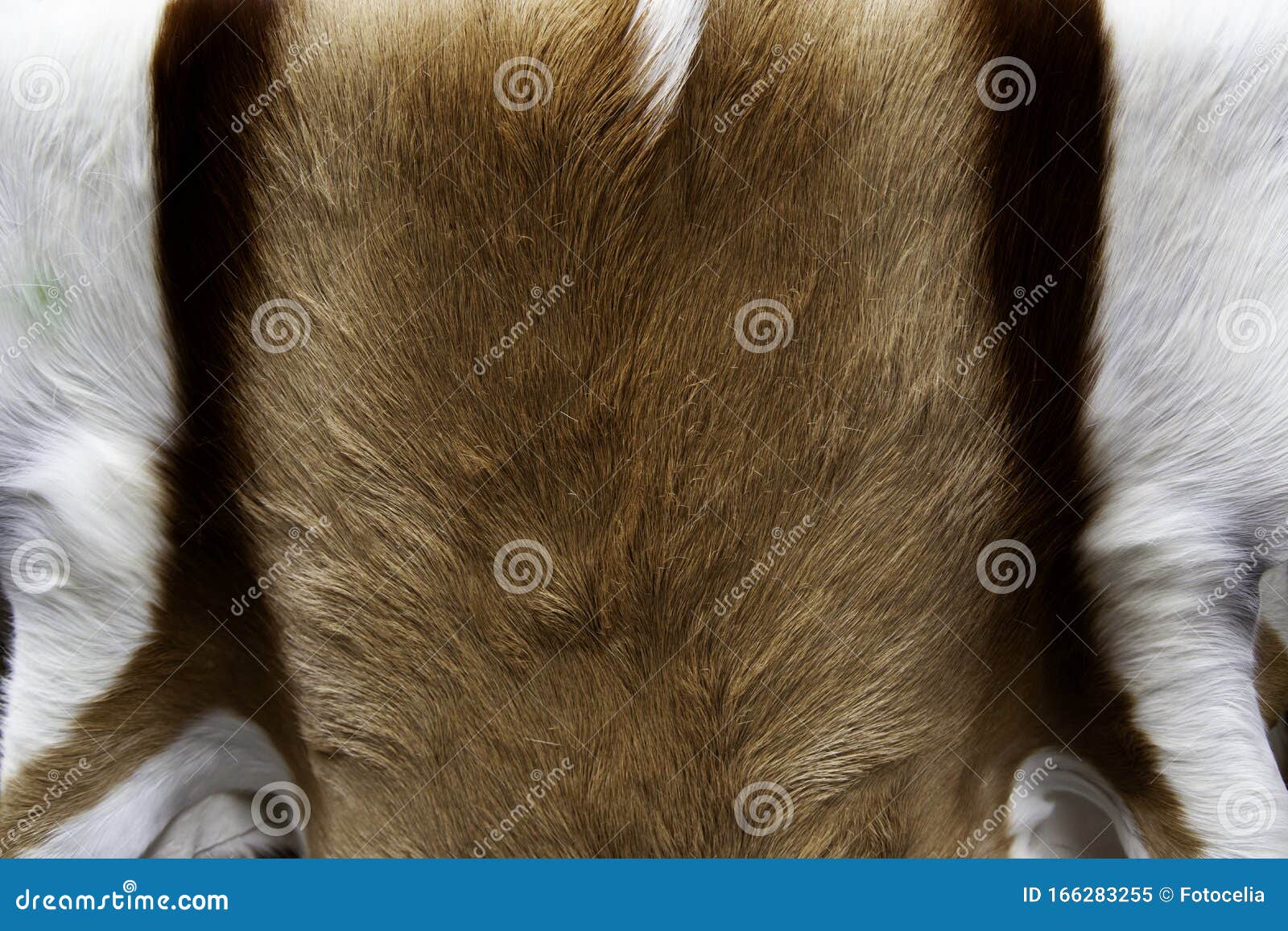 Animal skins fur stock image. Image of beautiful, mammal - 166283255