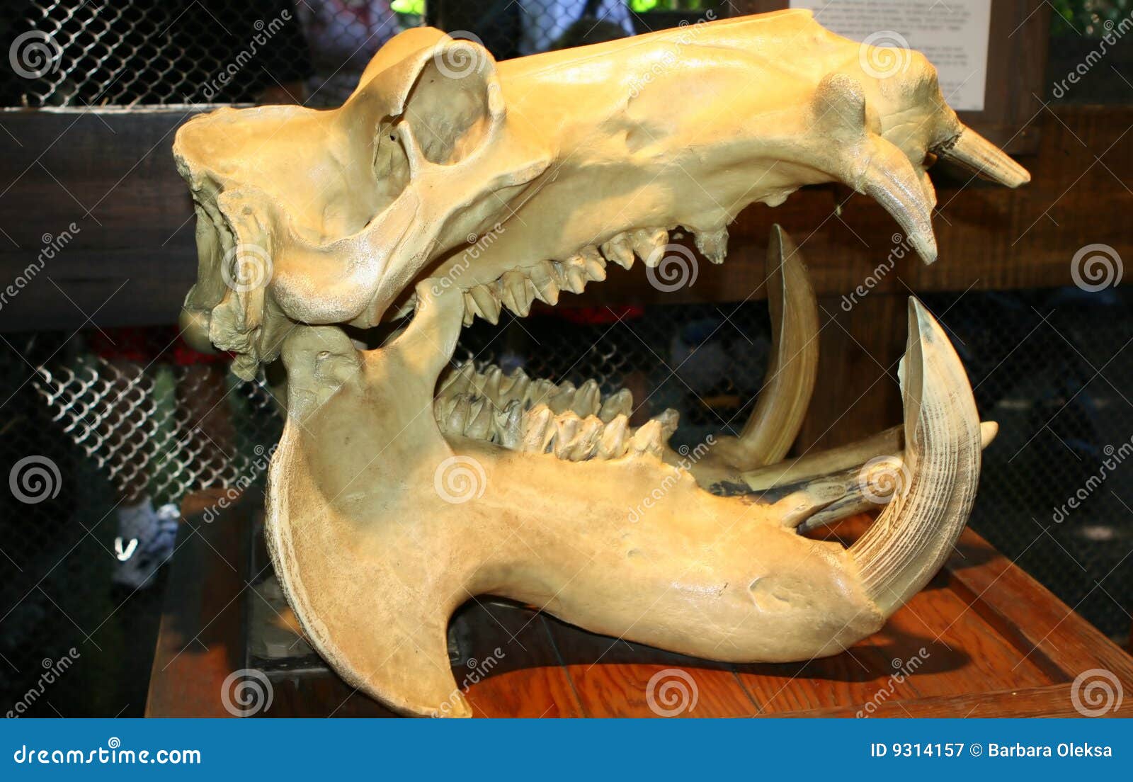 Animal skull stock image. Image of dinosaur, carnivore 9314157