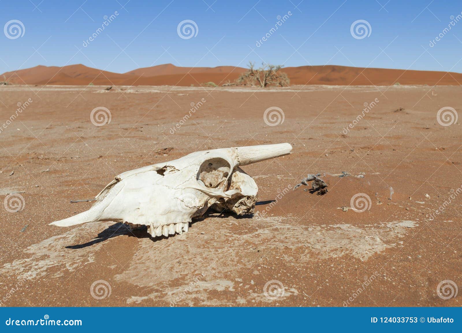 Animal Skull from an Antelope in the Namib Desert Stock Image - Image of  namibia, heat: 124033753