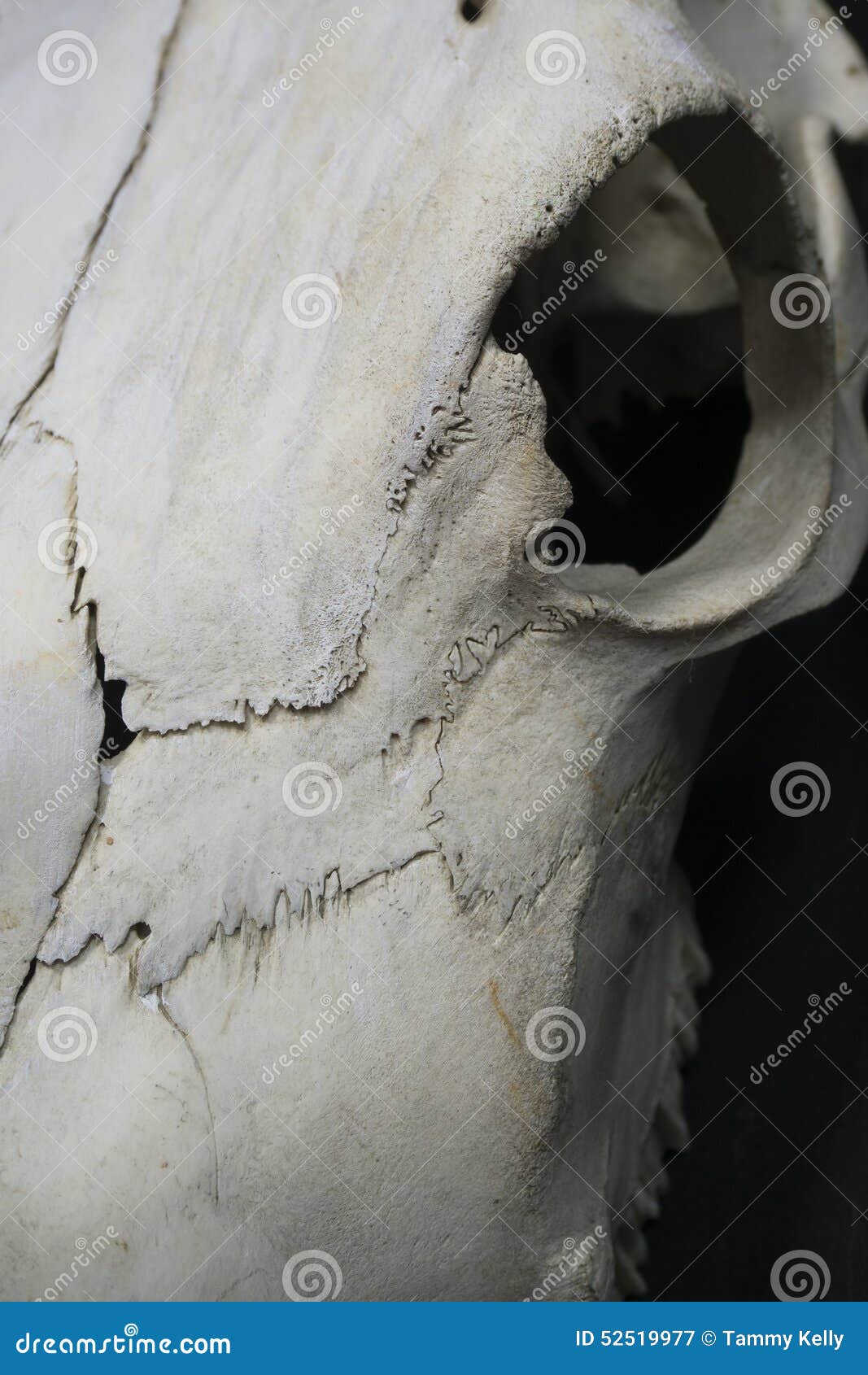 Animal Skull Close Up stock image. Image of texture, white - 52519977