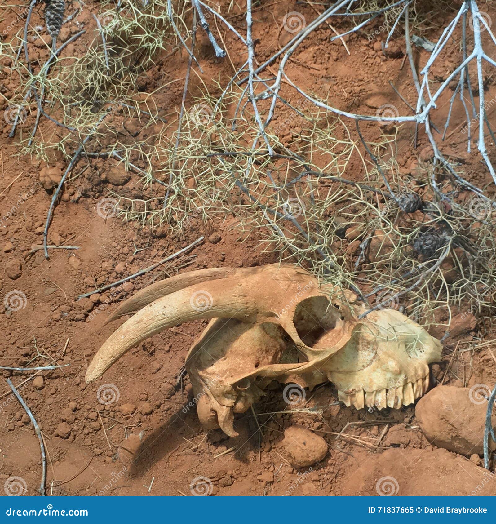 Animal skull in desert stock image. Image of skull, desert - 71837665