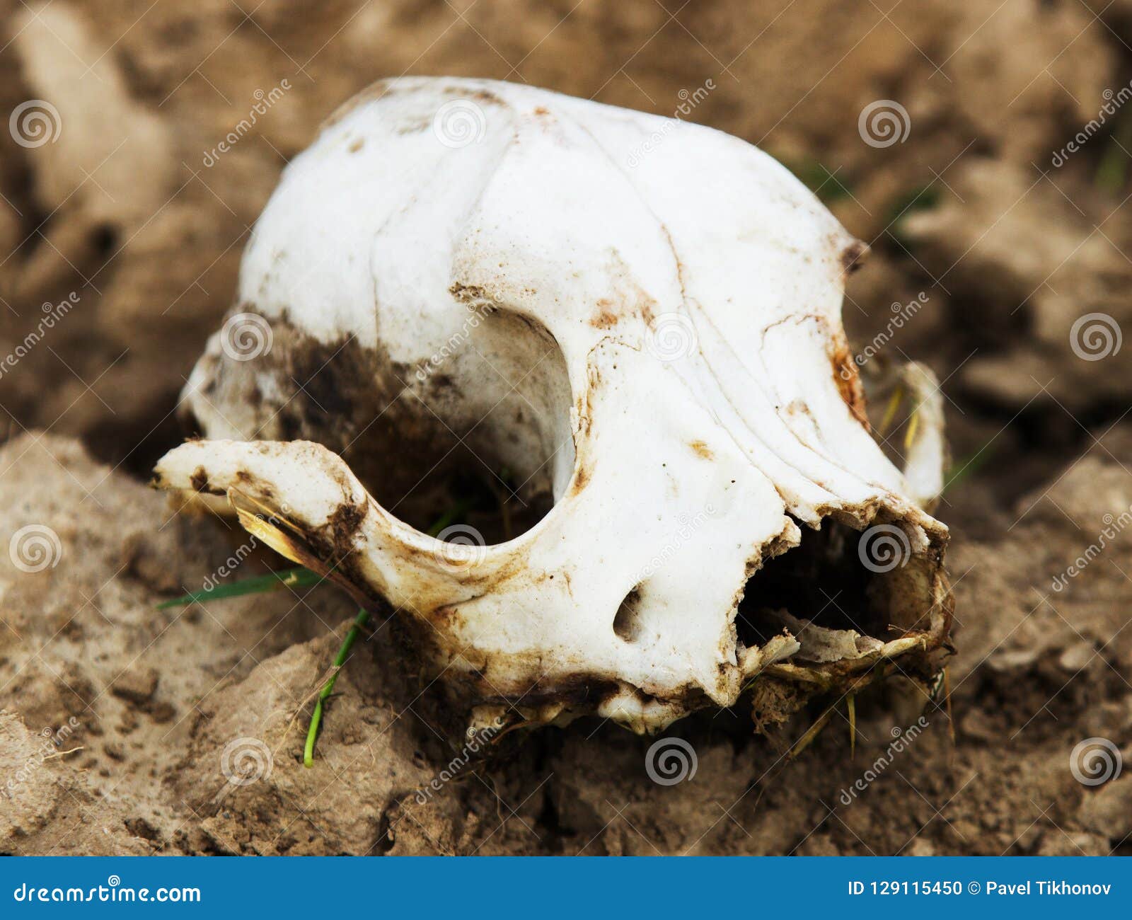 Animal skull on the ground stock photo. Image of animal - 129115450