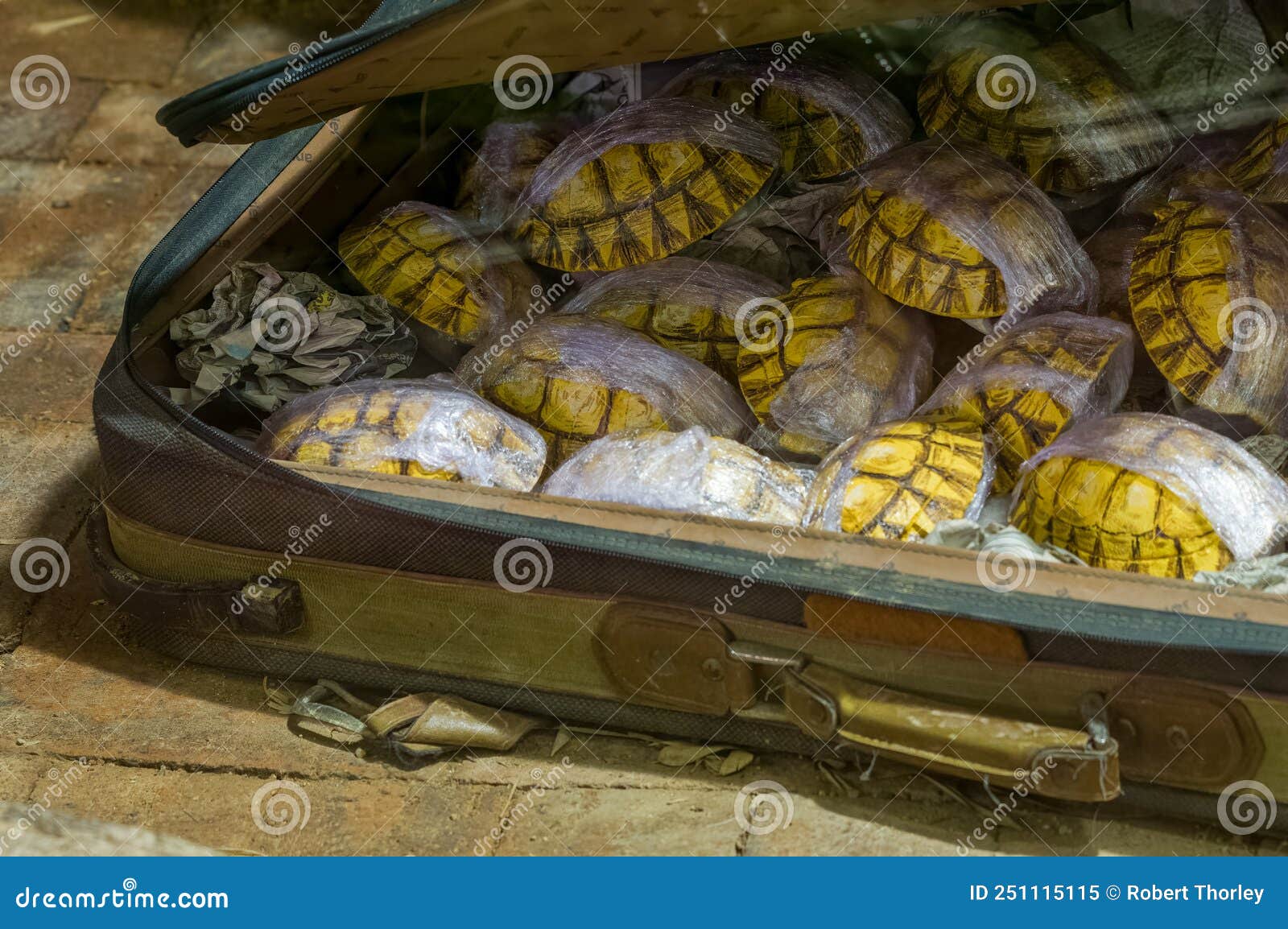 animal smuggling concept. tortoise shells being smuggled in a battered suitcase