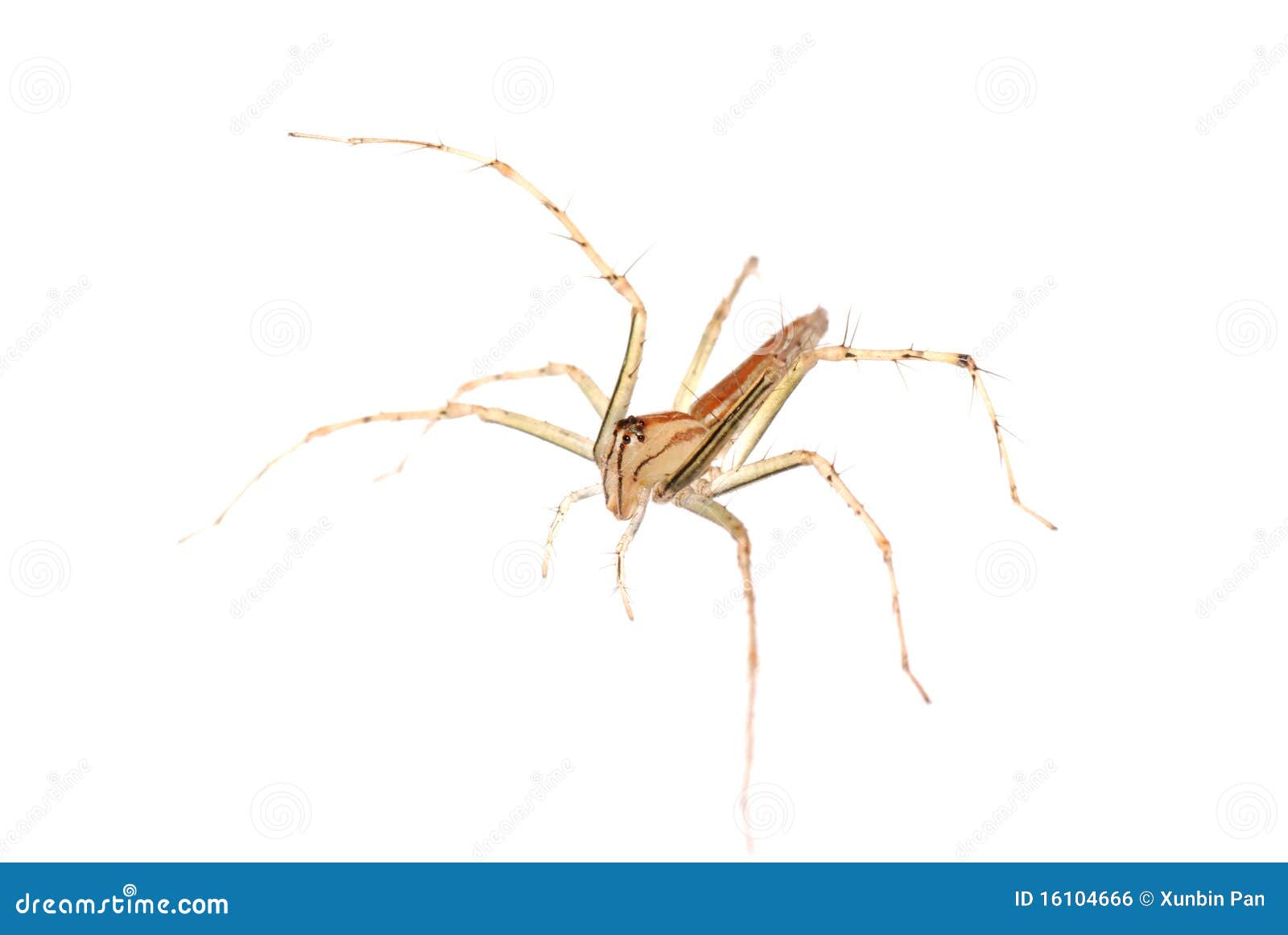 animal spider