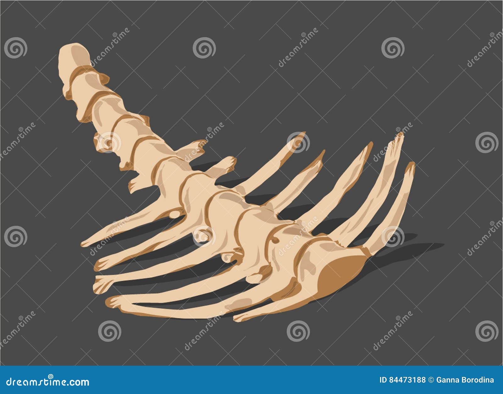 Animal Spine Bones animal-spine-bones