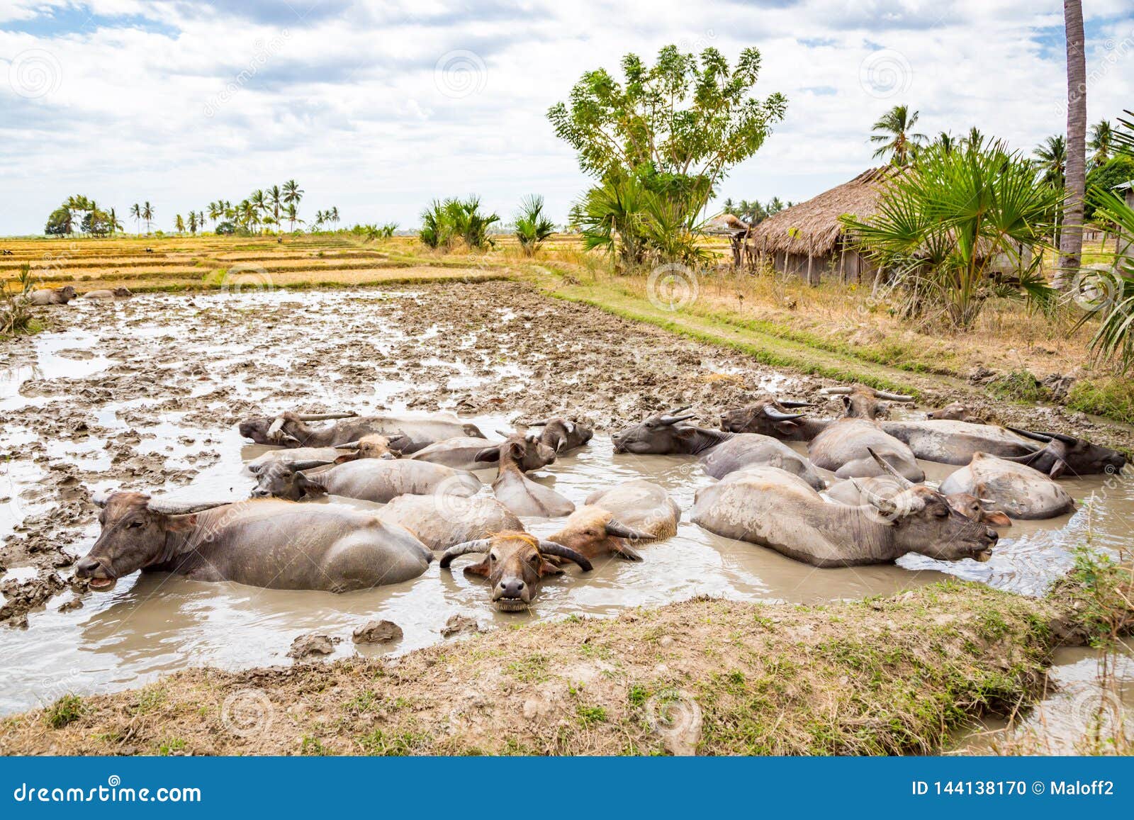 animal stock in east timor - timor-leste. herd of cattle, zebu, buffaloes or cows in a field swims in a dirt, mud, hight water.