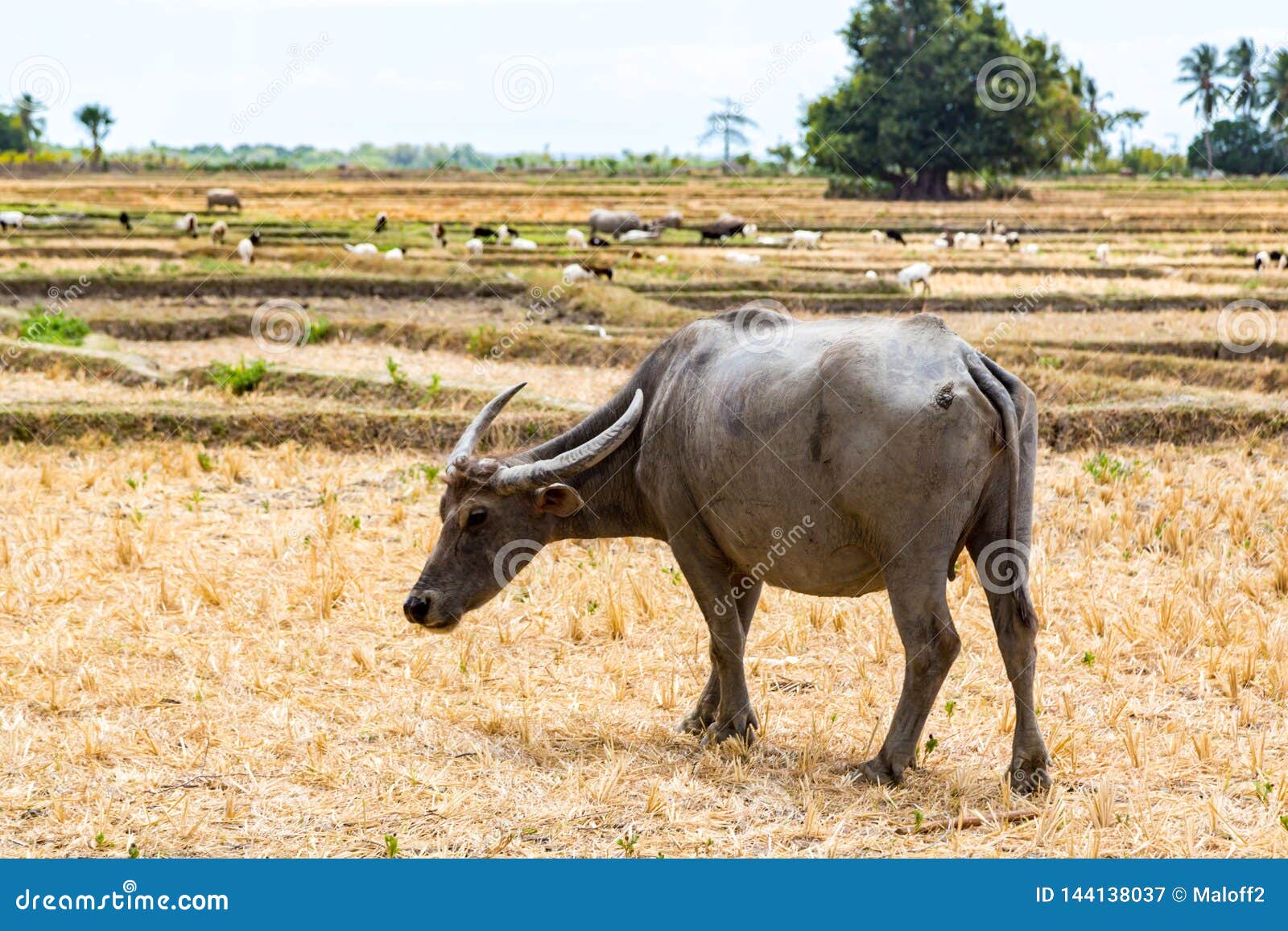 animal stock in southeast asia. zebu, buffalo or cow. cattle on a field. village life in rural east timor - timor-leste.