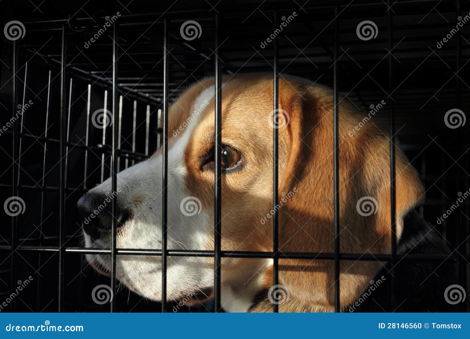 animal testing - scared dog in cage