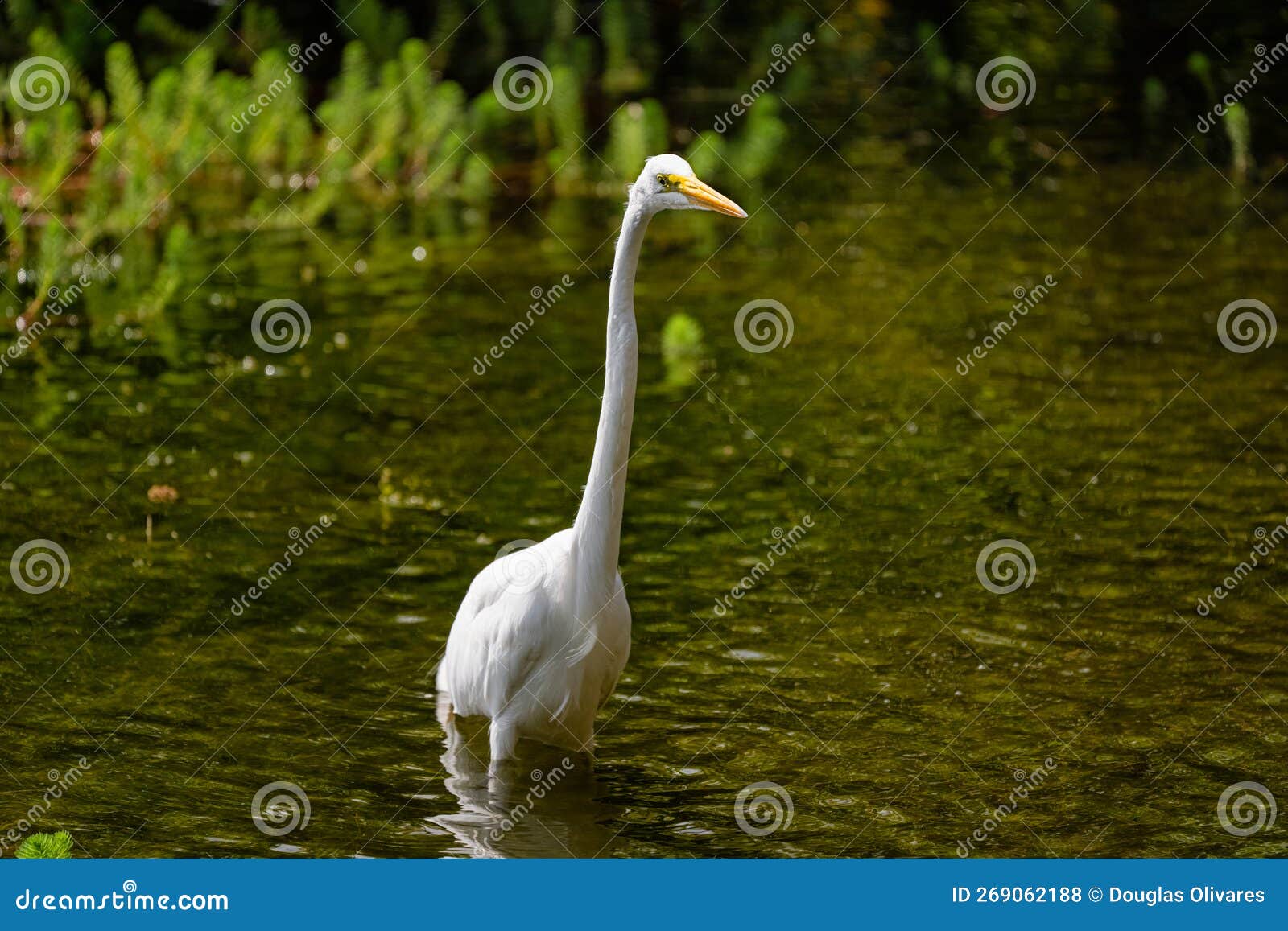 garza real also known as great egret standing on a pond.