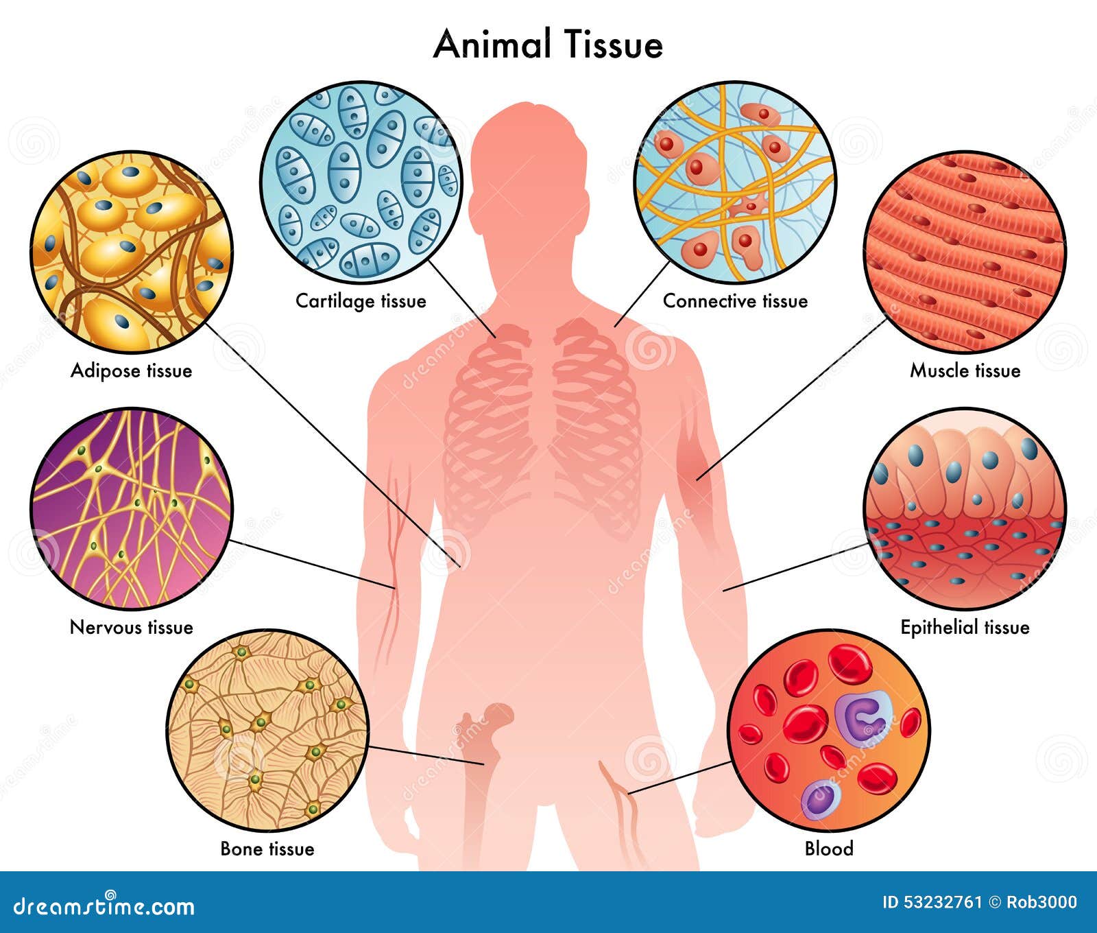 animal tissues