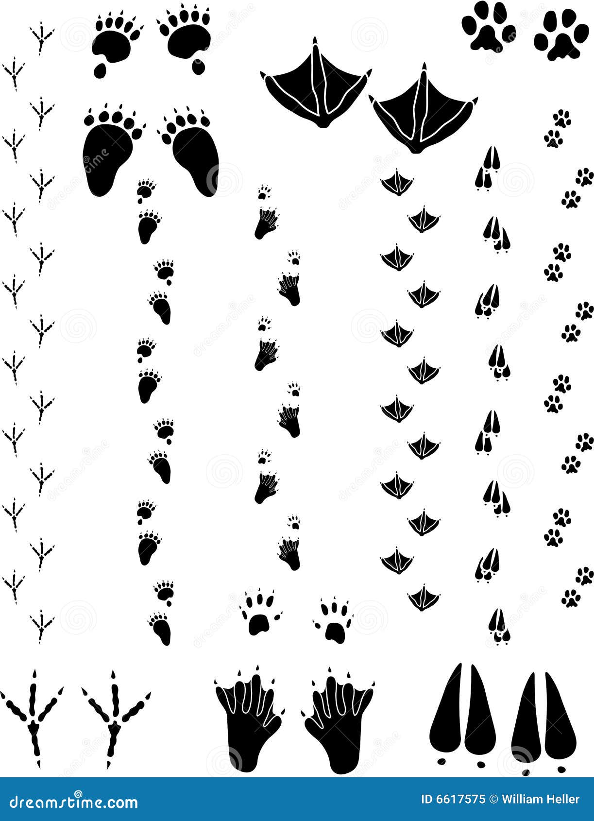 animal tracks 02