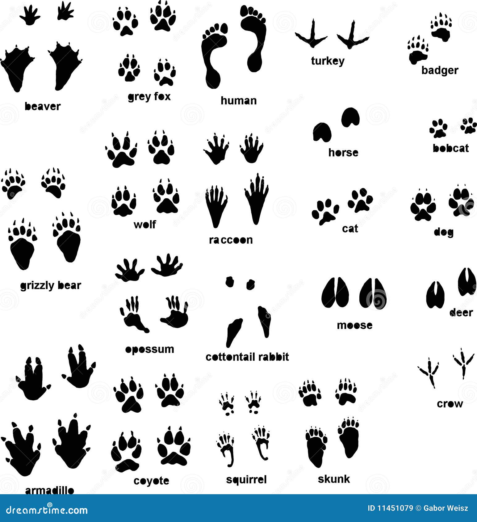 animal tracks clipart - photo #26