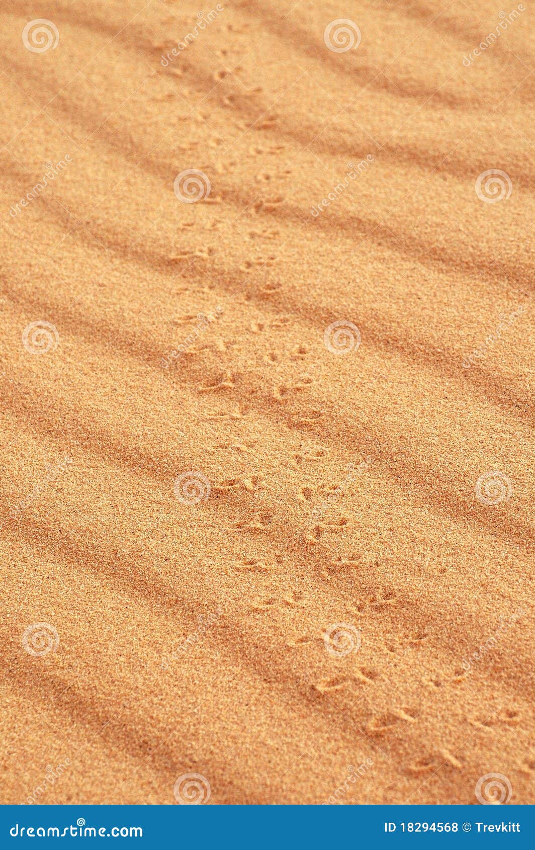Animal tracks in sand stock photo. Image of desert, animal - 18294568