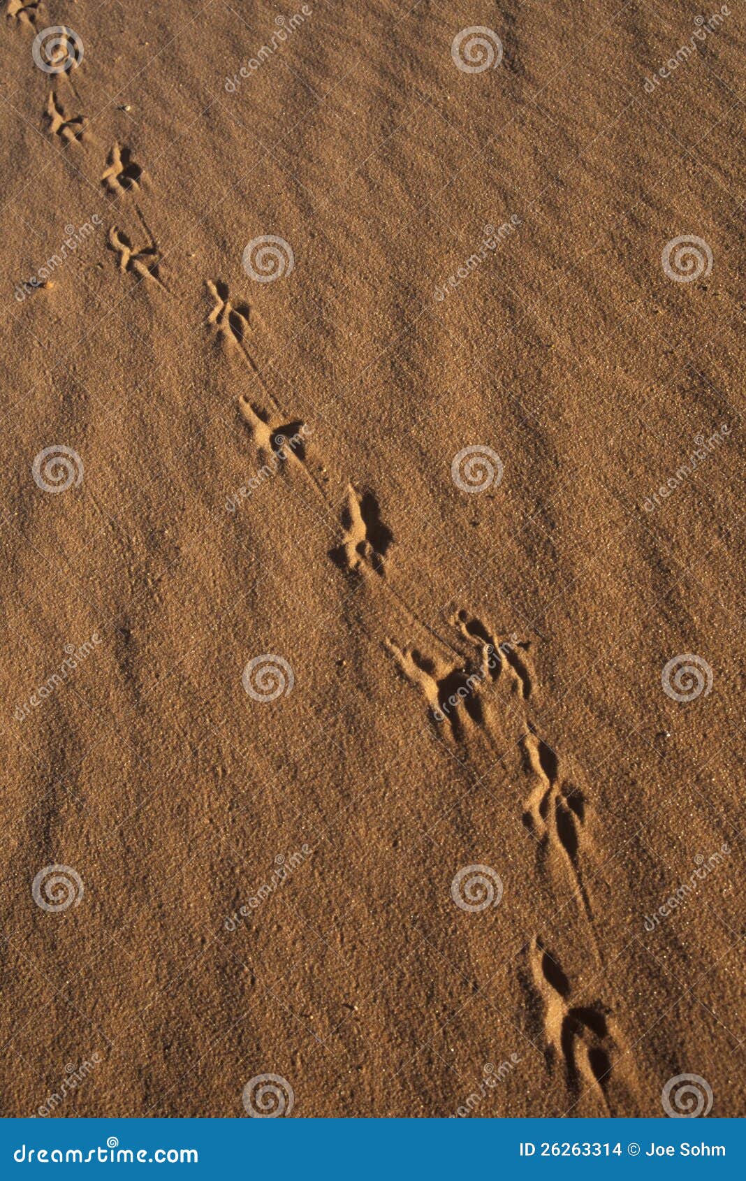Animal Tracks in Sand, stock photo. Image of states, coral - 26263314